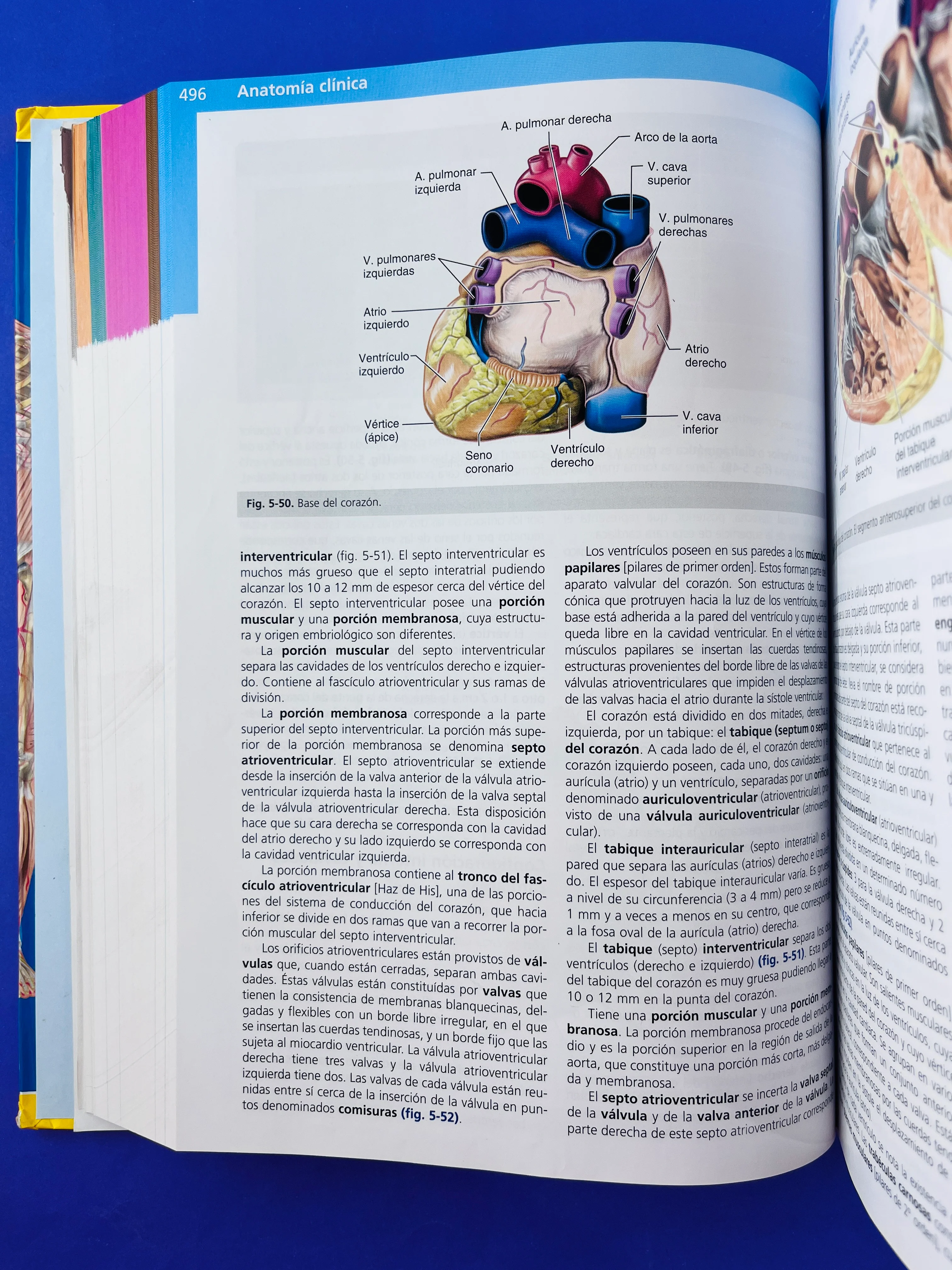 Anatomía Clínica segunda edición - Image 3