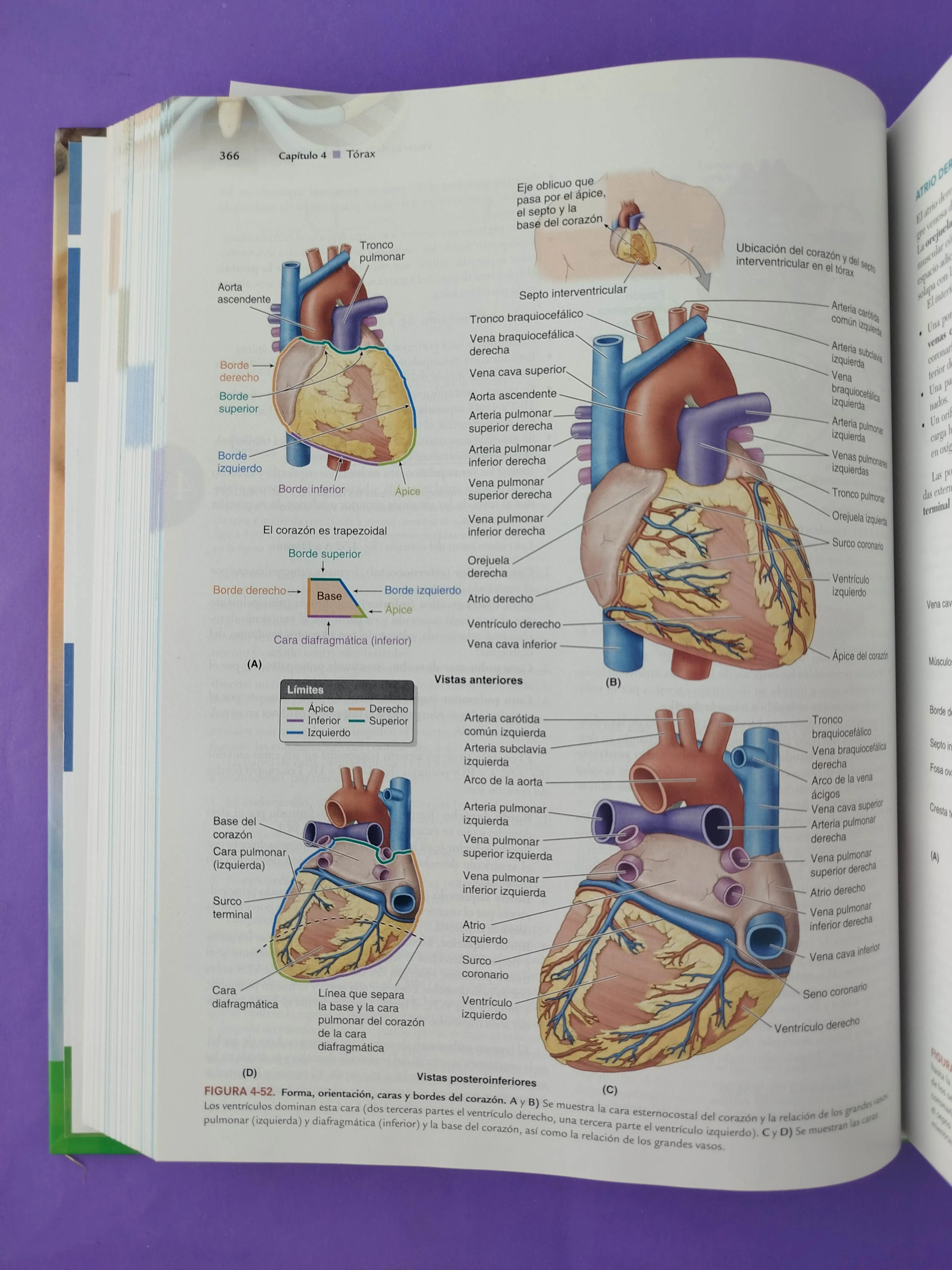 Moore Anatomía con orientación clínica novena edición - Image 3