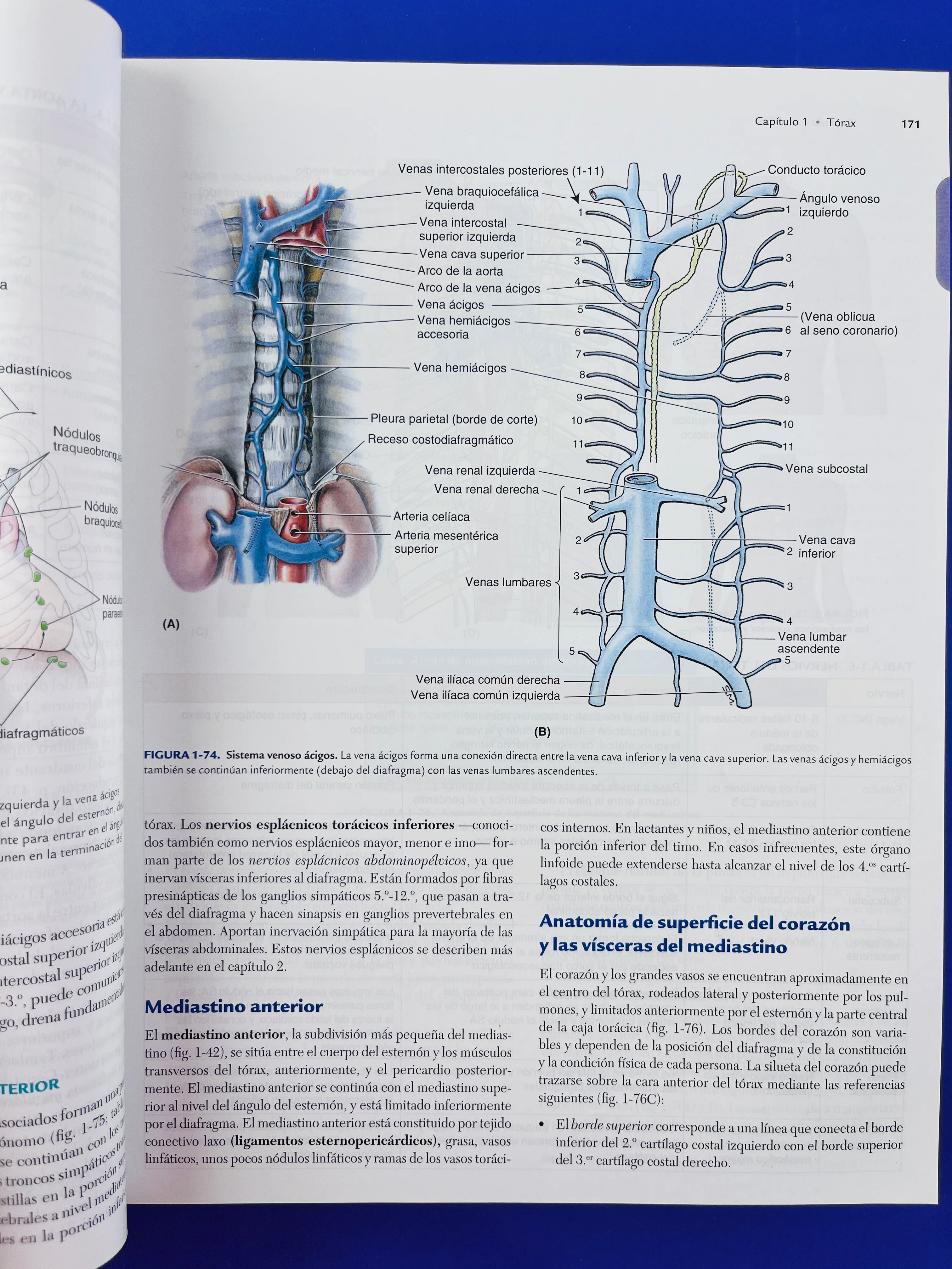 Anatomía con orientación clínica sexta edición - Image 5