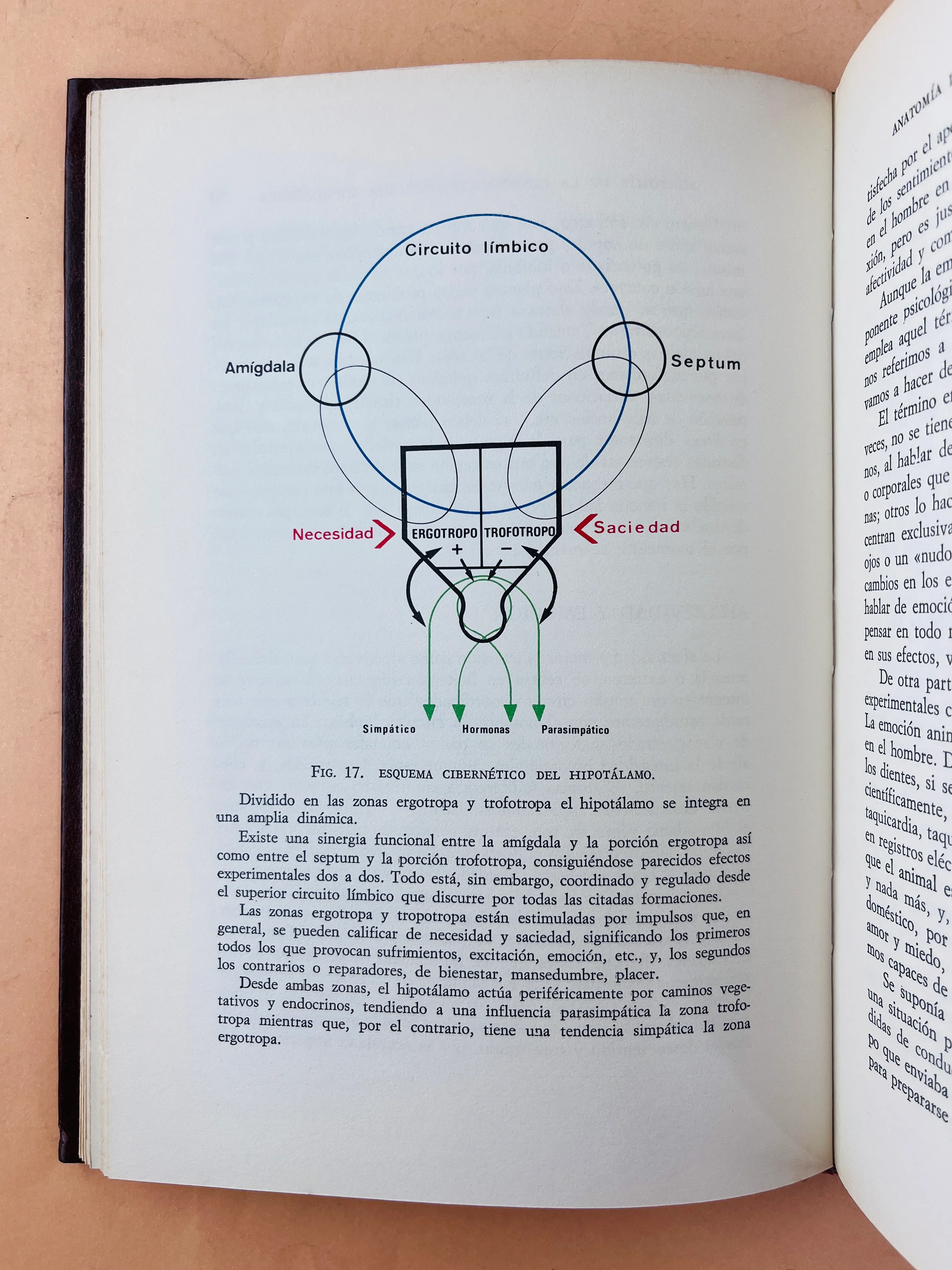 Anatomía de la consciencia Anatomía sofrológica - Image 4