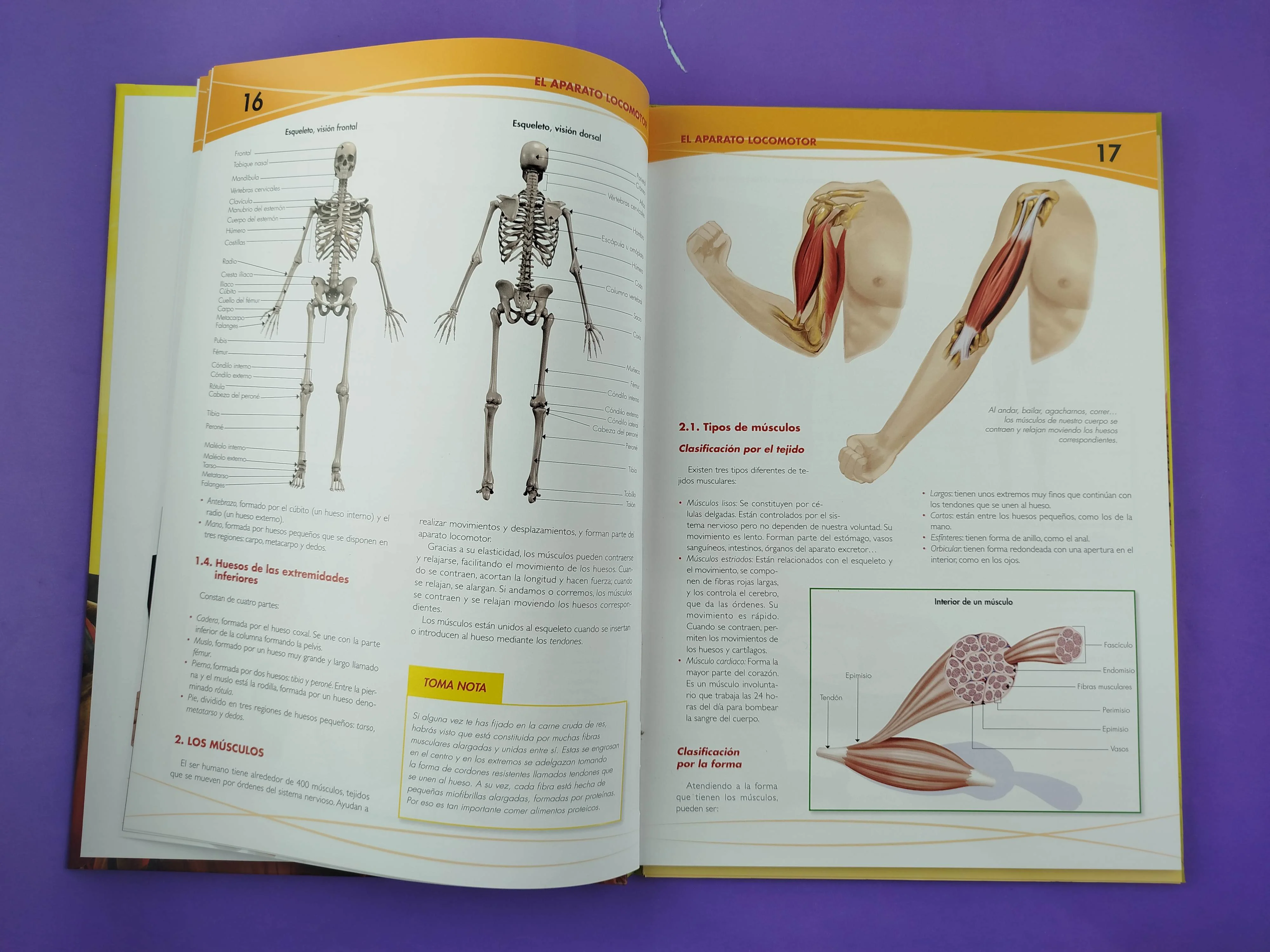 Anatomía del cuerpo humano - Image 3