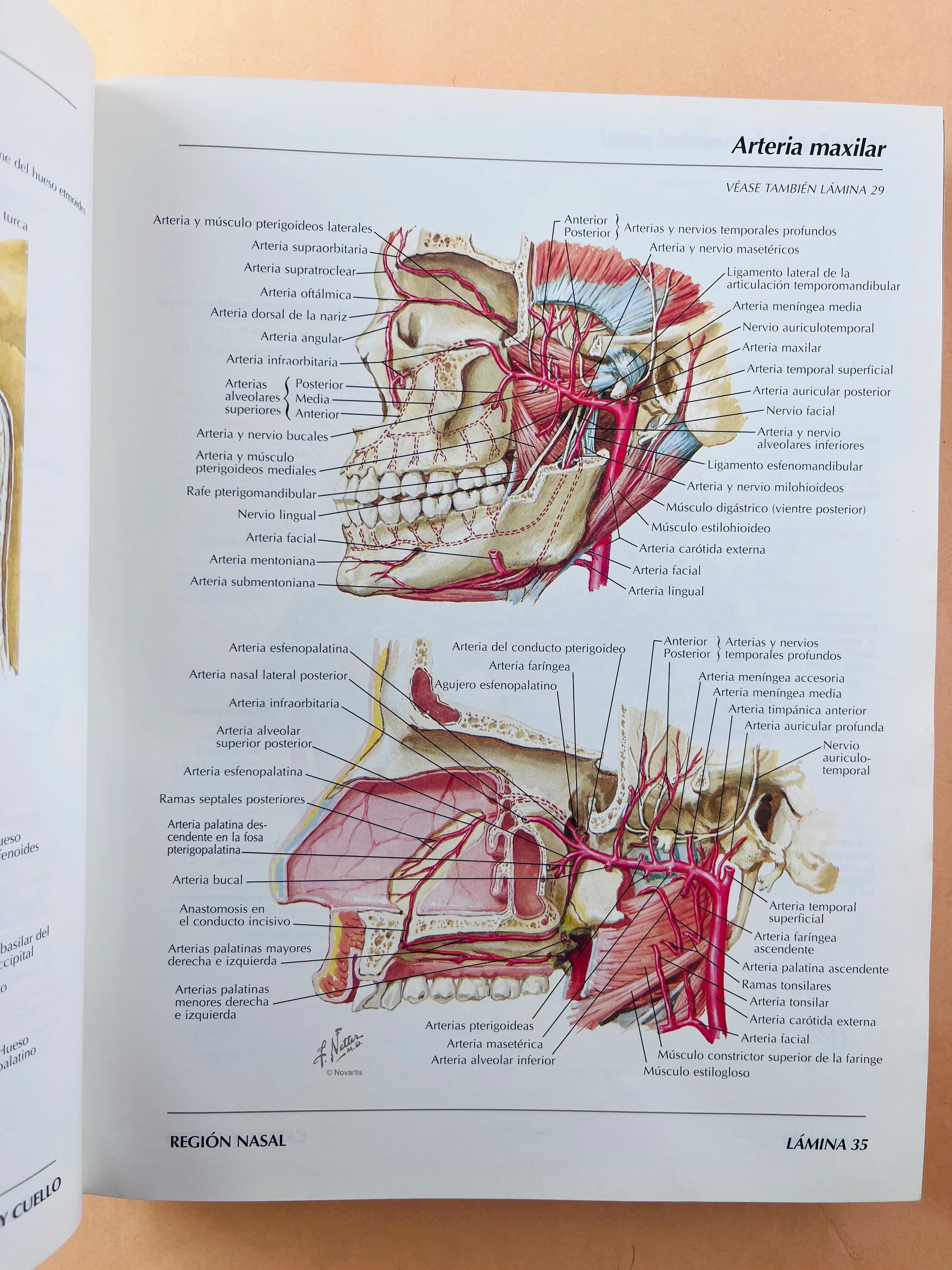 Atlas de anatomía humana - Image 3
