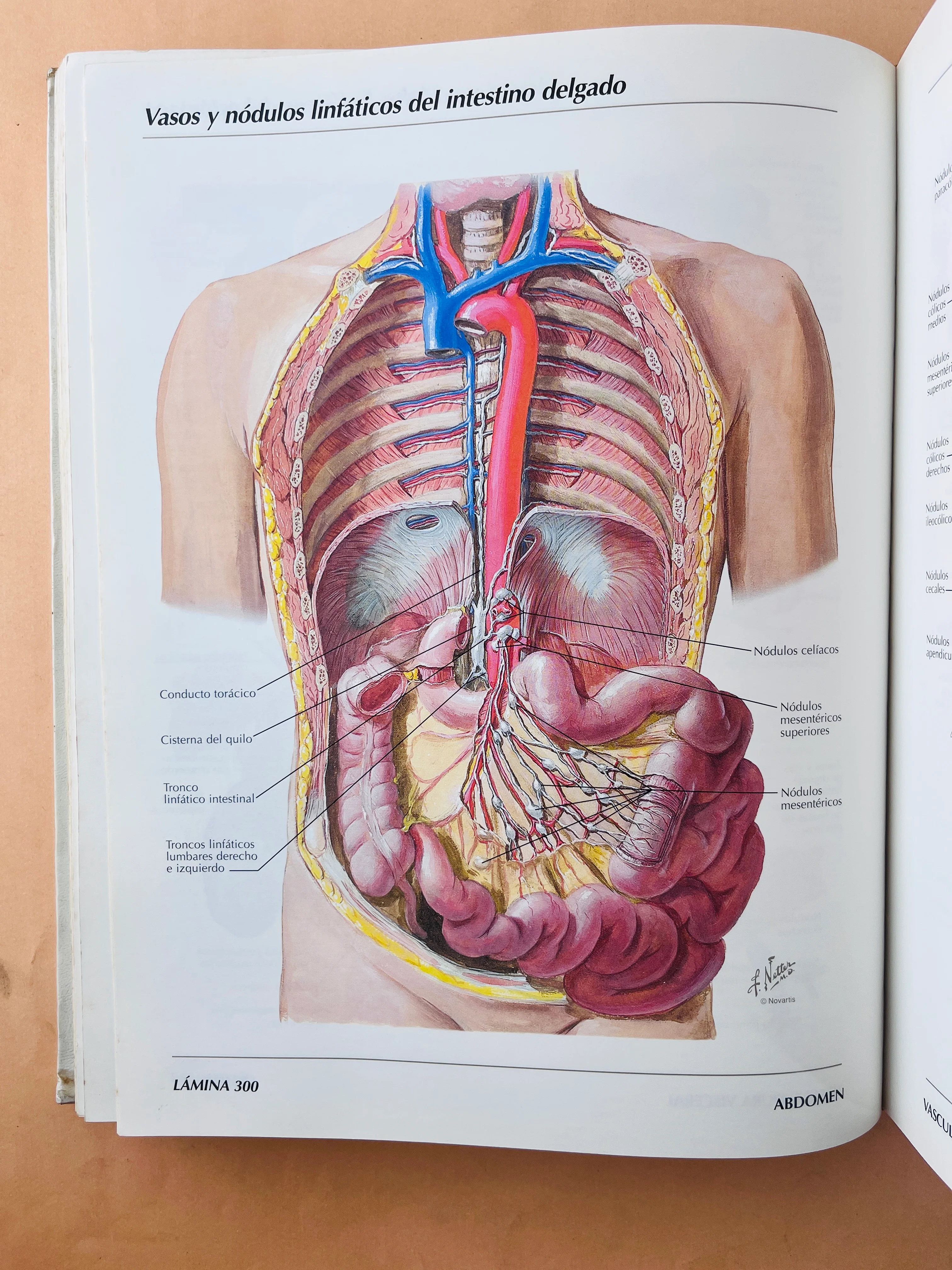 Atlas de anatomía humana - Image 5