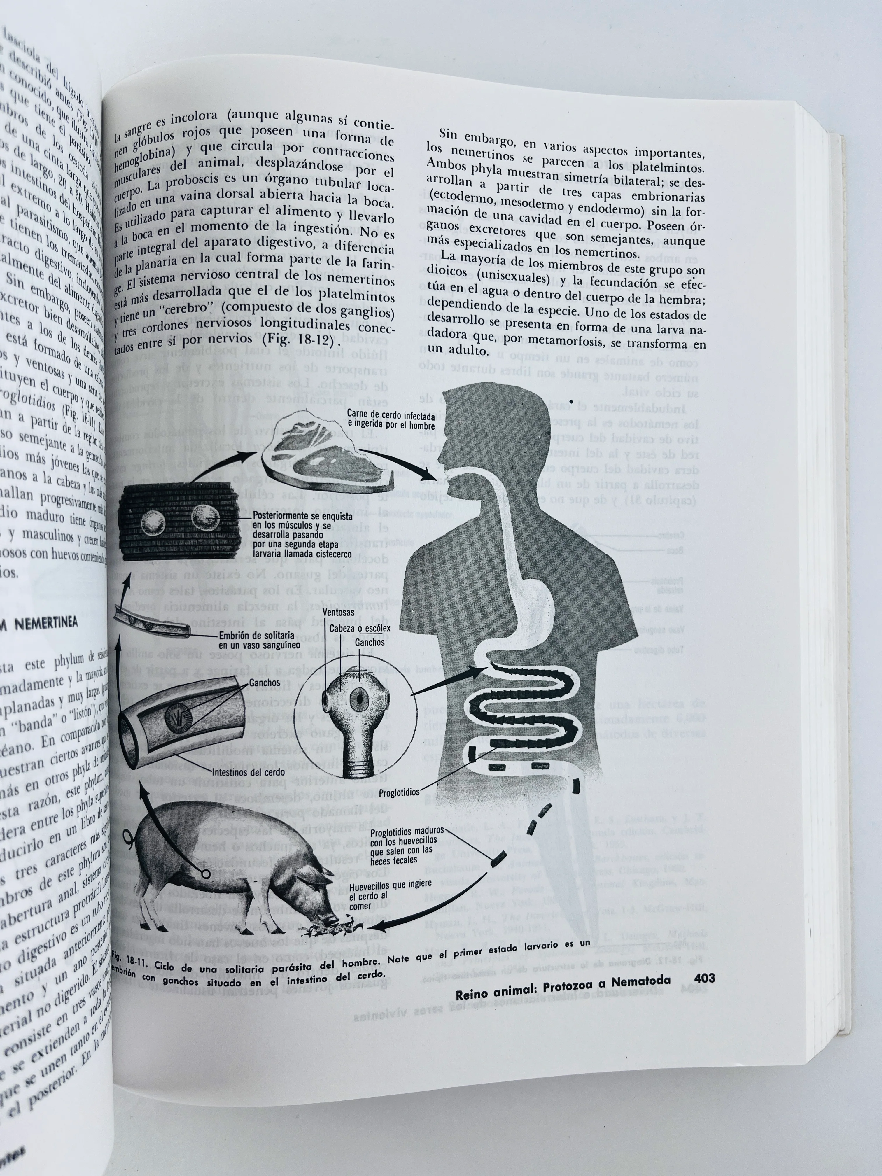Biología - Image 5