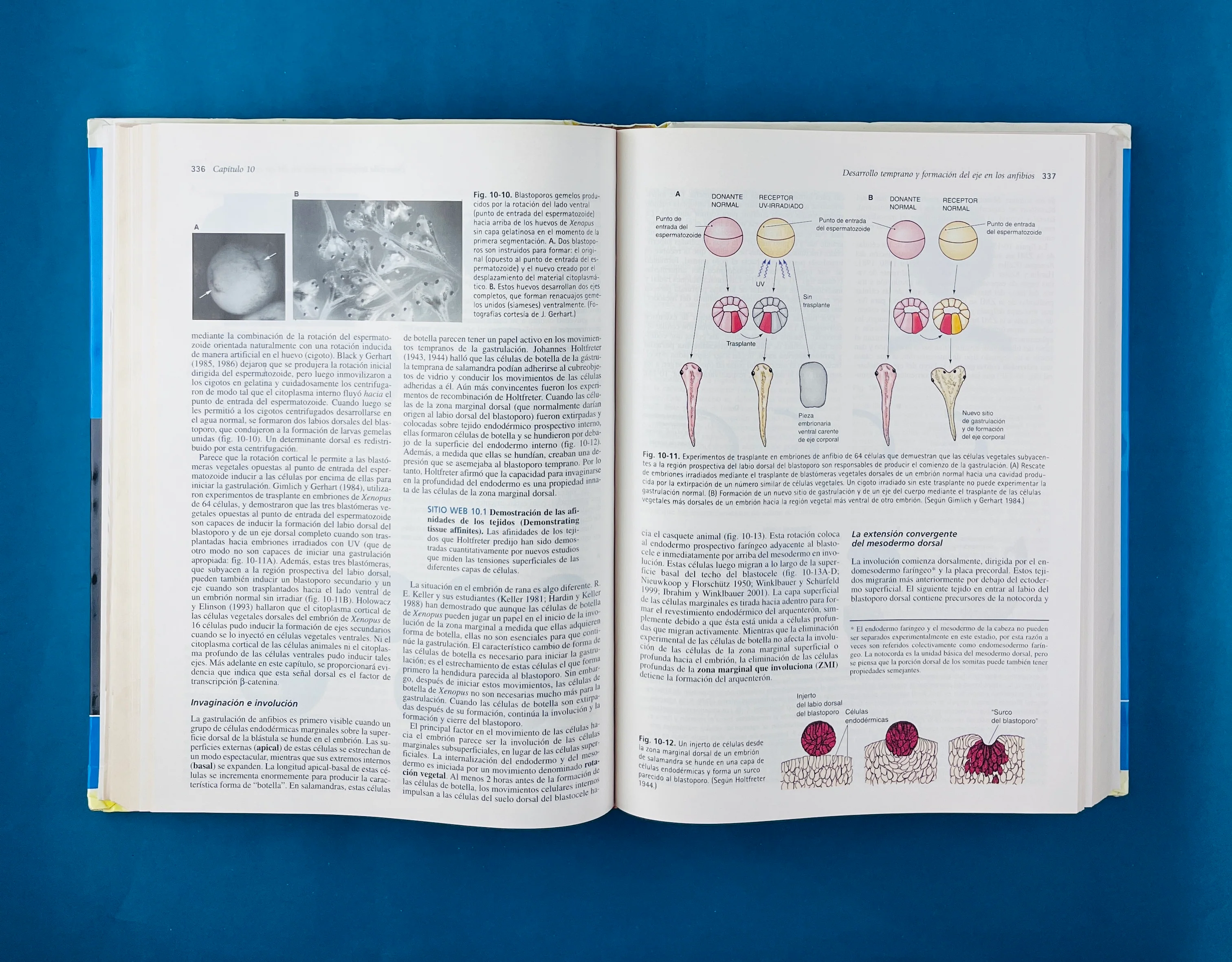 Biología del desarrollo séptima edición - Image 3