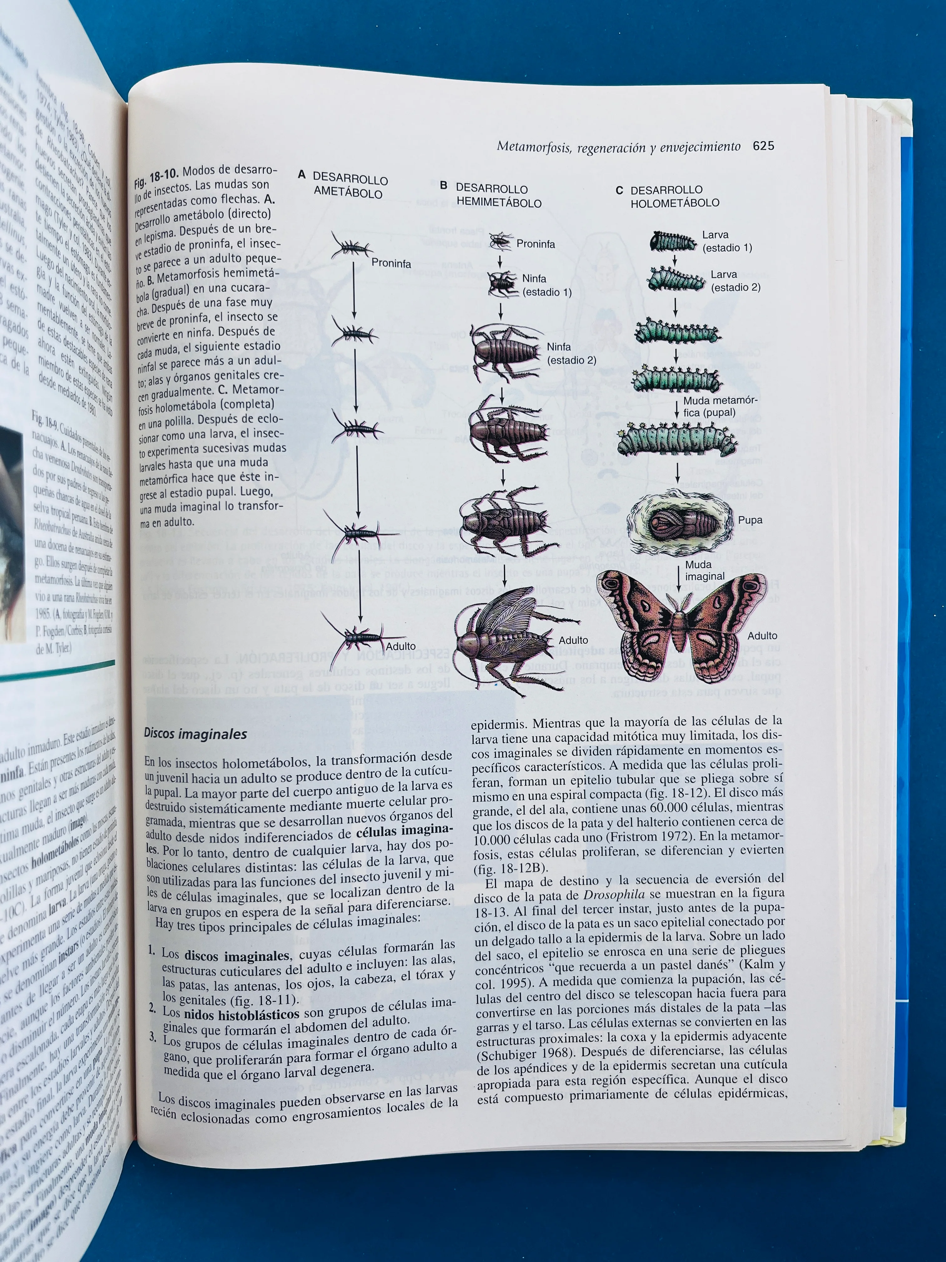 Biología del desarrollo séptima edición - Image 6