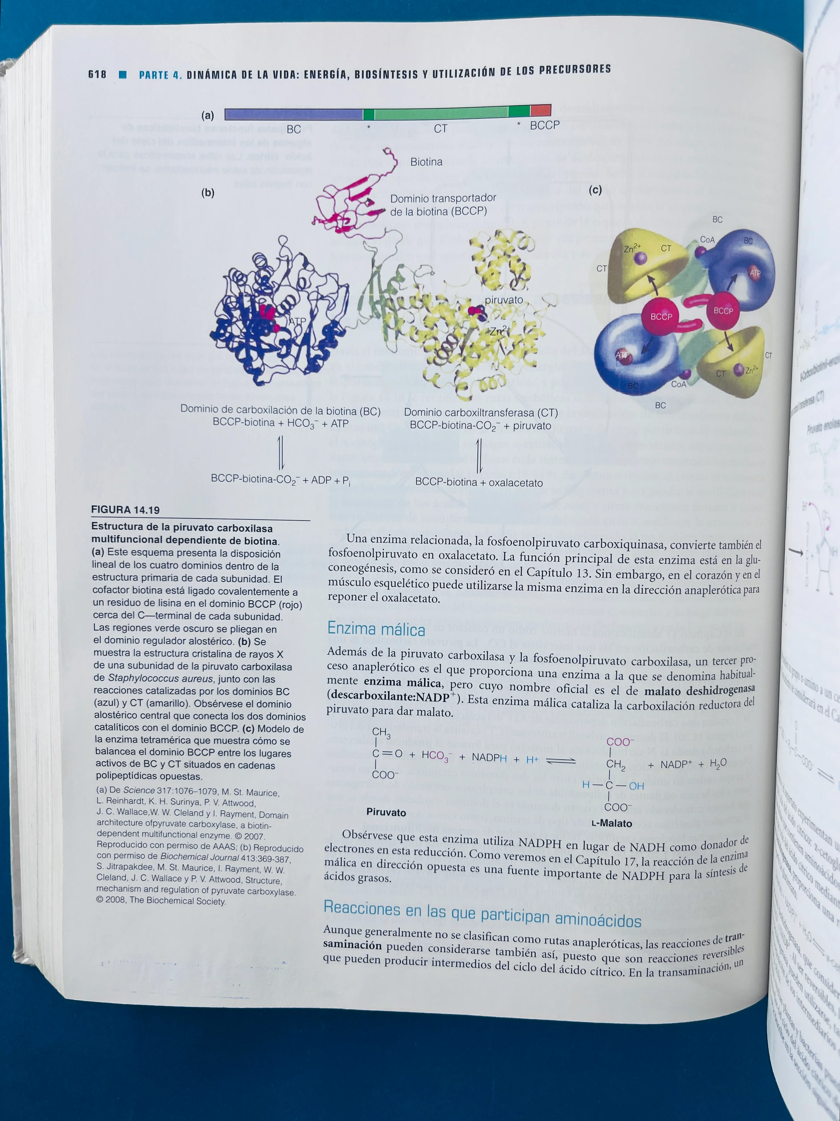 Bioquímica cuarta edición - Image 5