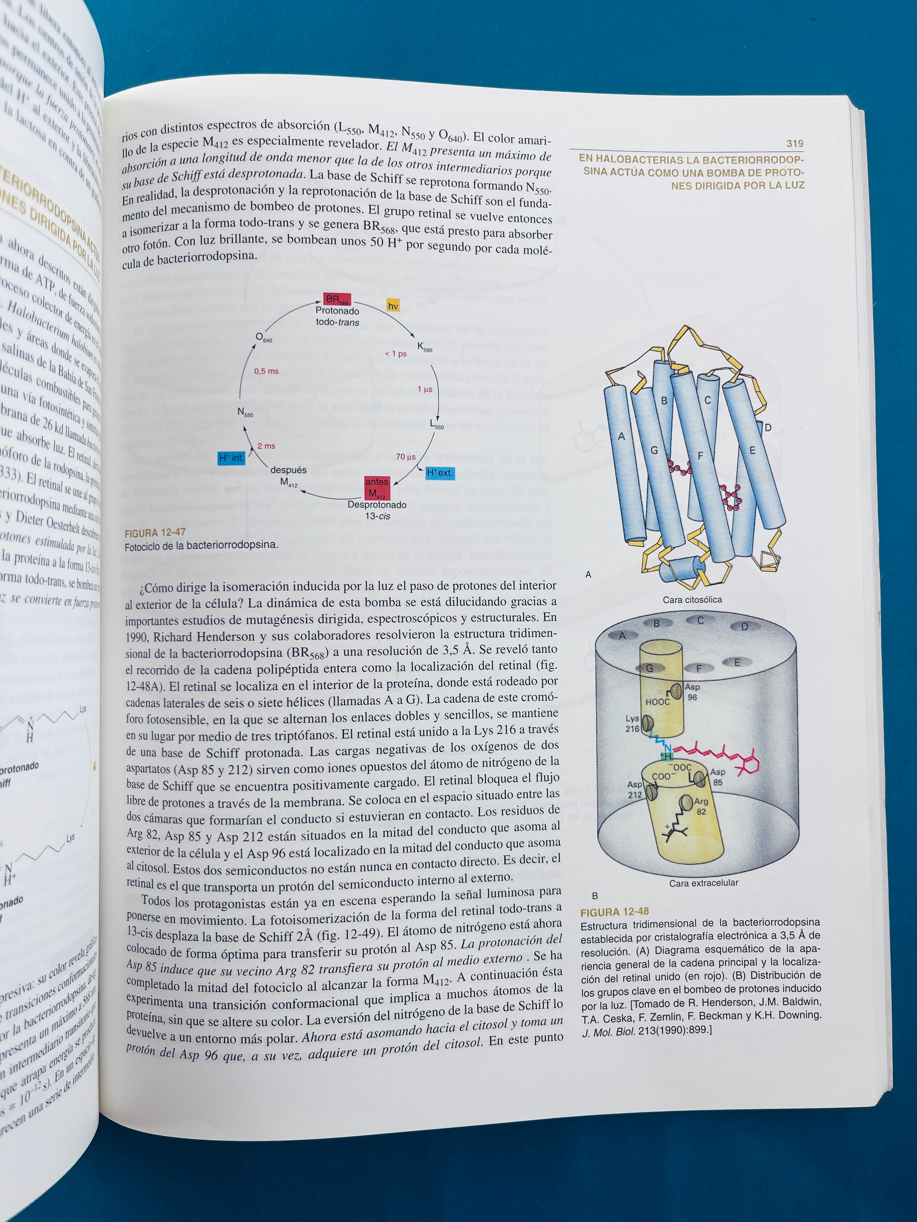 Bioquímica dos tomos cuarta edición - Image 4