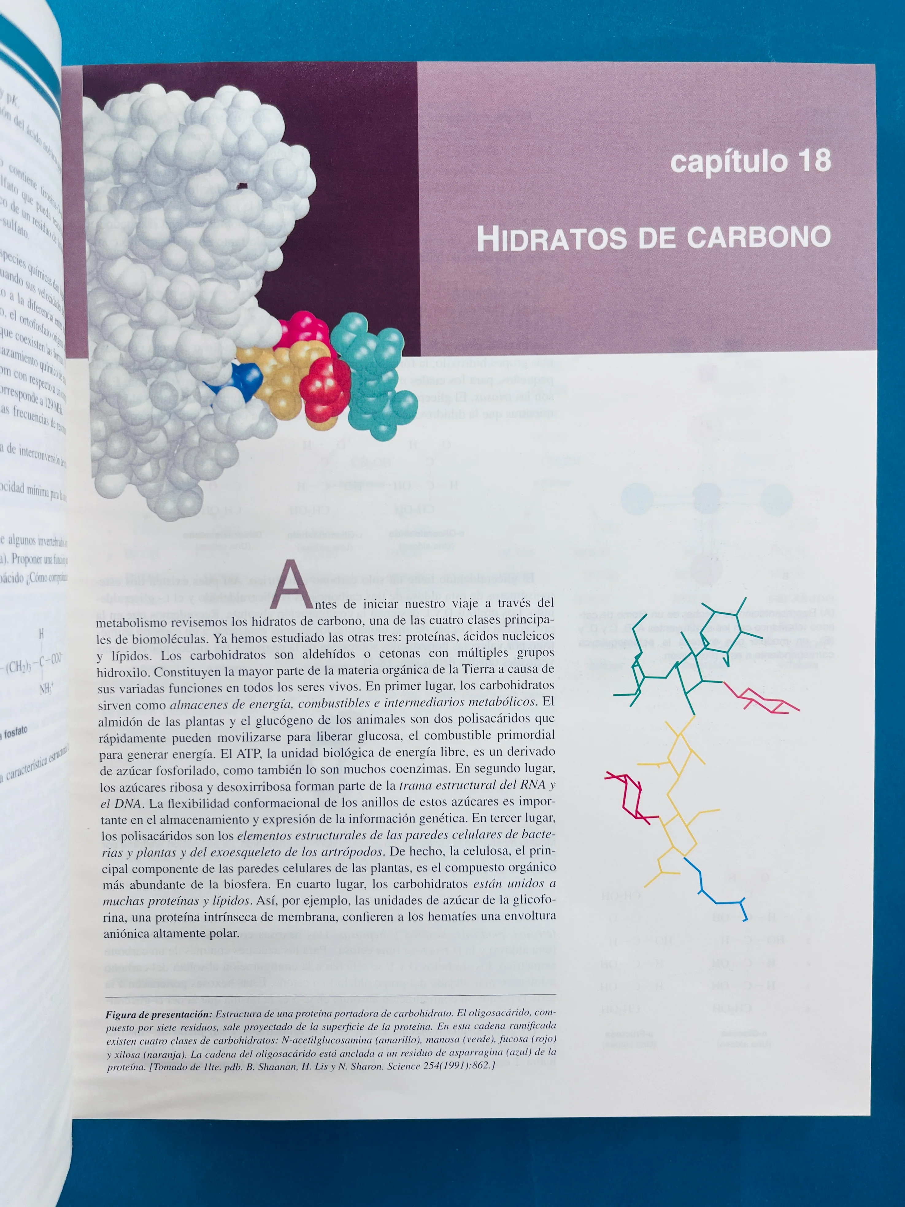 Bioquímica dos tomos cuarta edición - Image 6