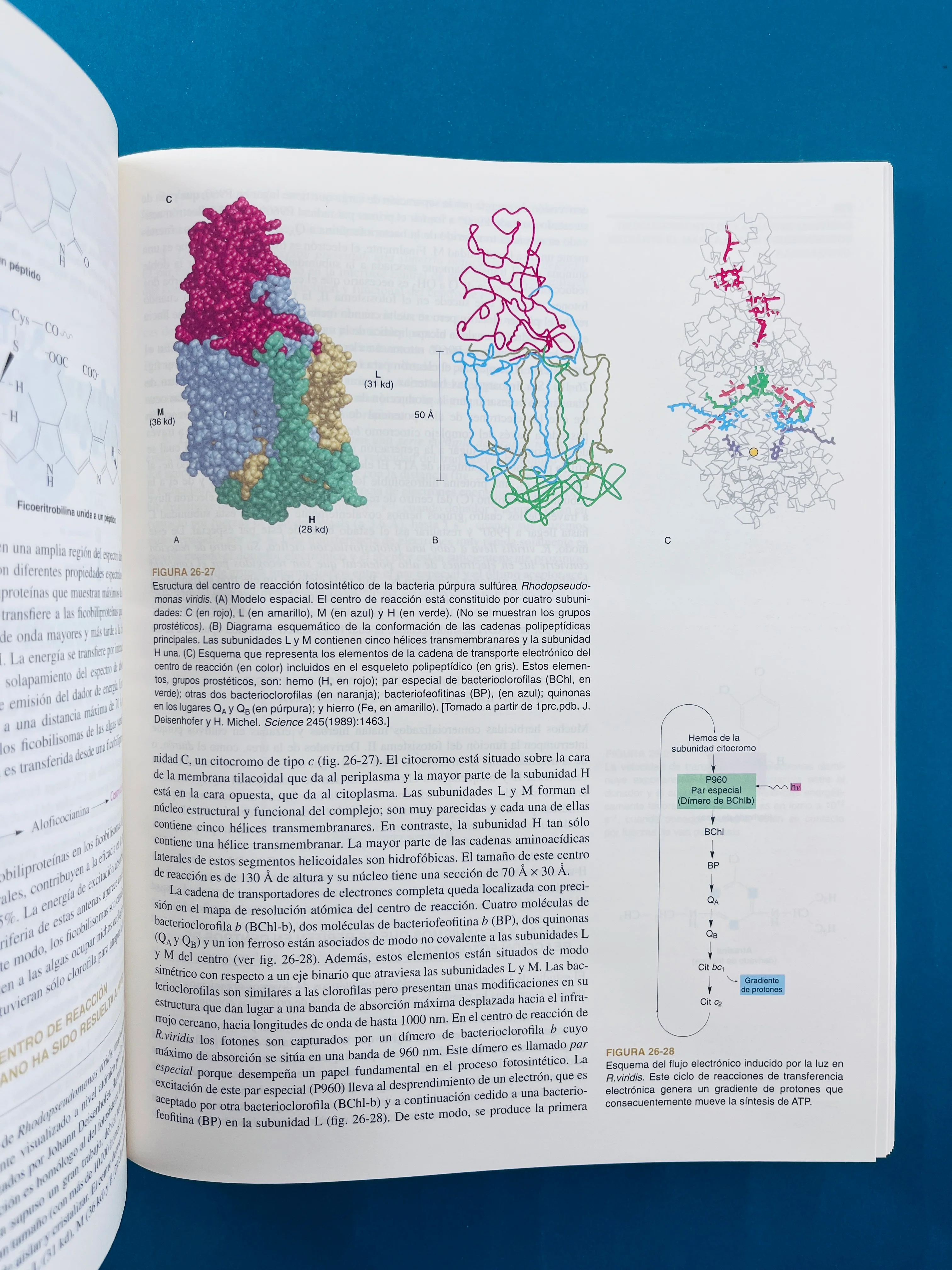 Bioquímica dos tomos cuarta edición - Image 8