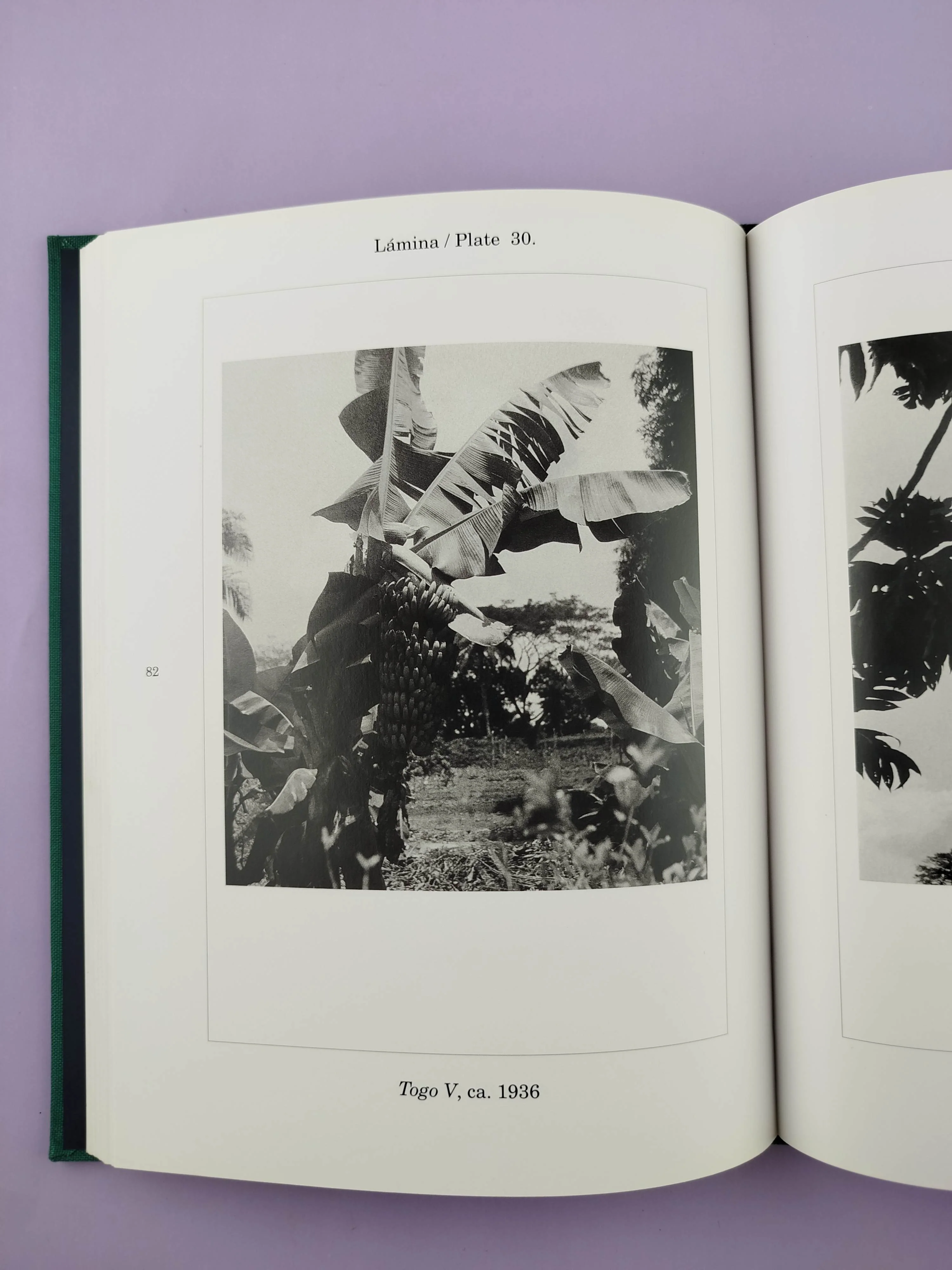 Botánicas/ Botanicals - Image 3