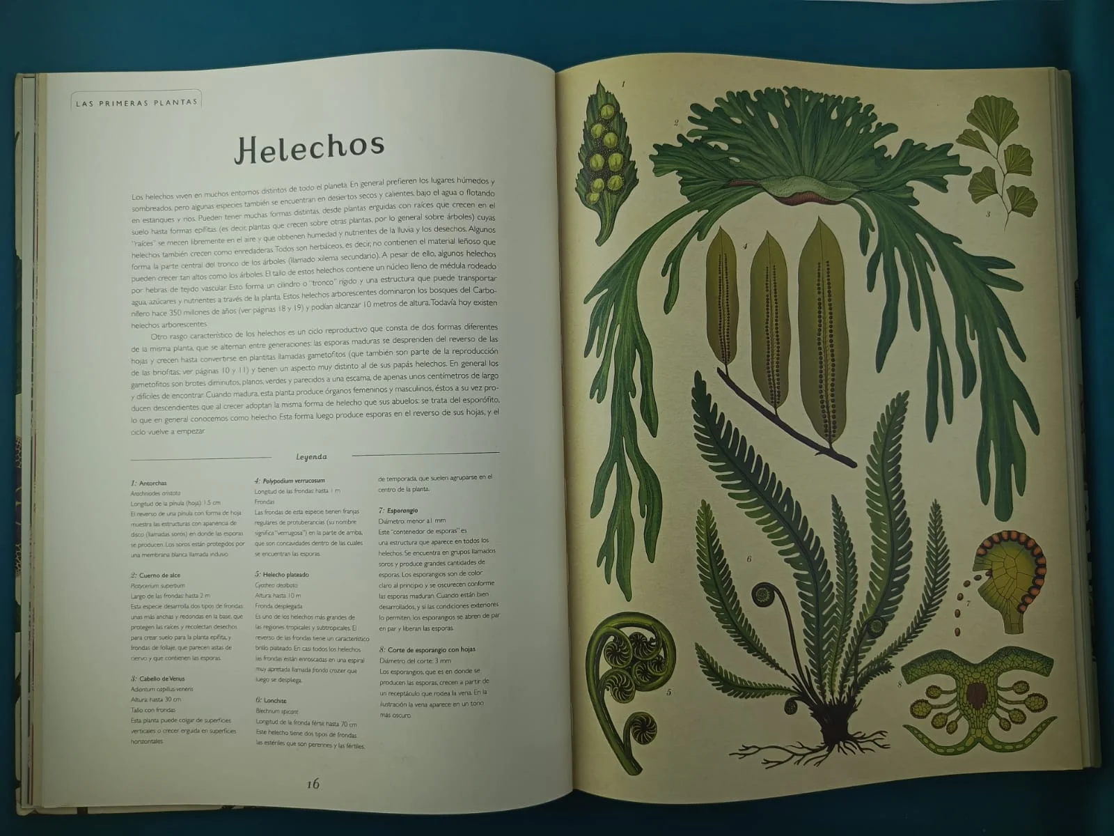 Botanicum - Image 4