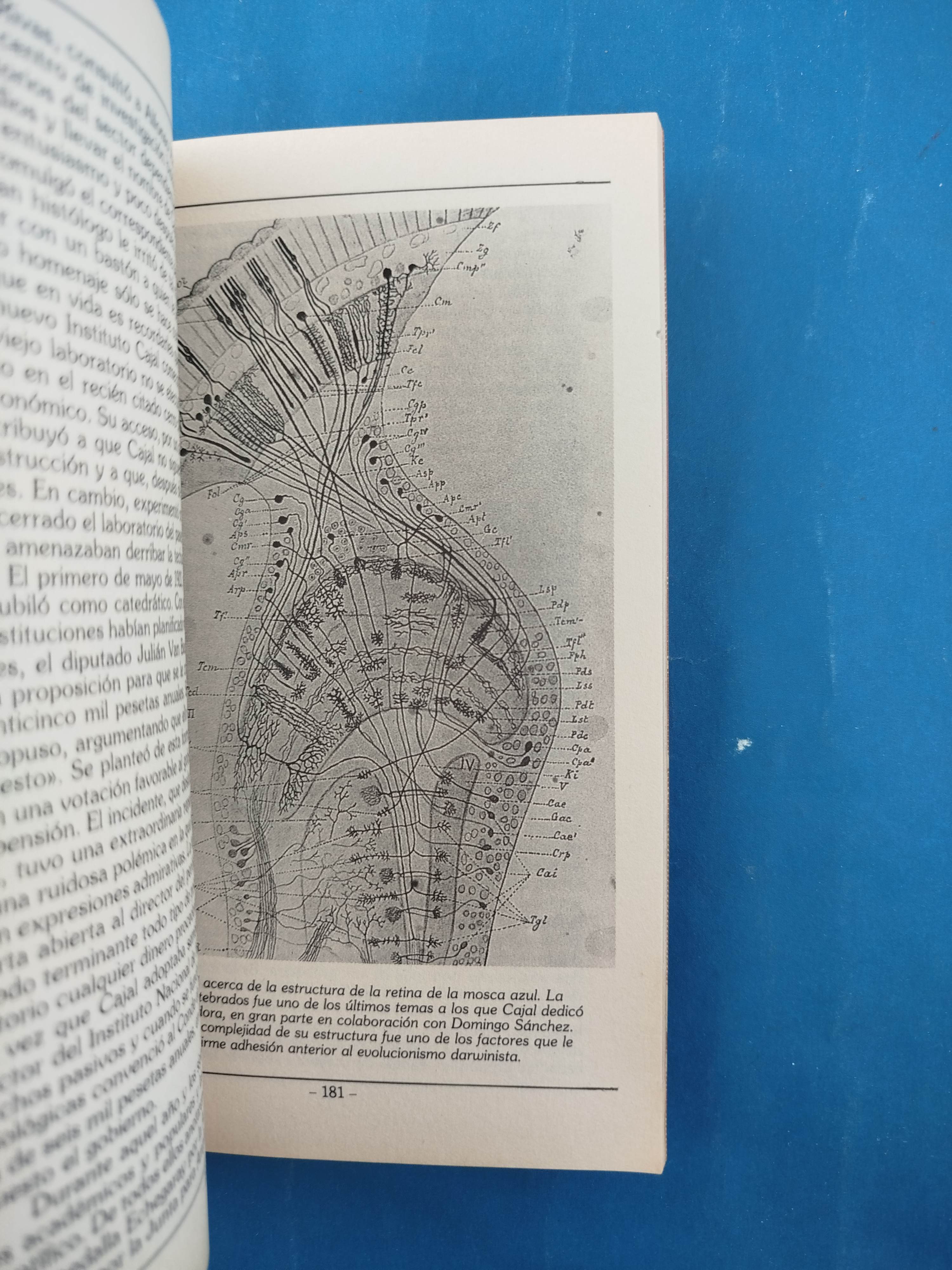 Cajal - Image 3