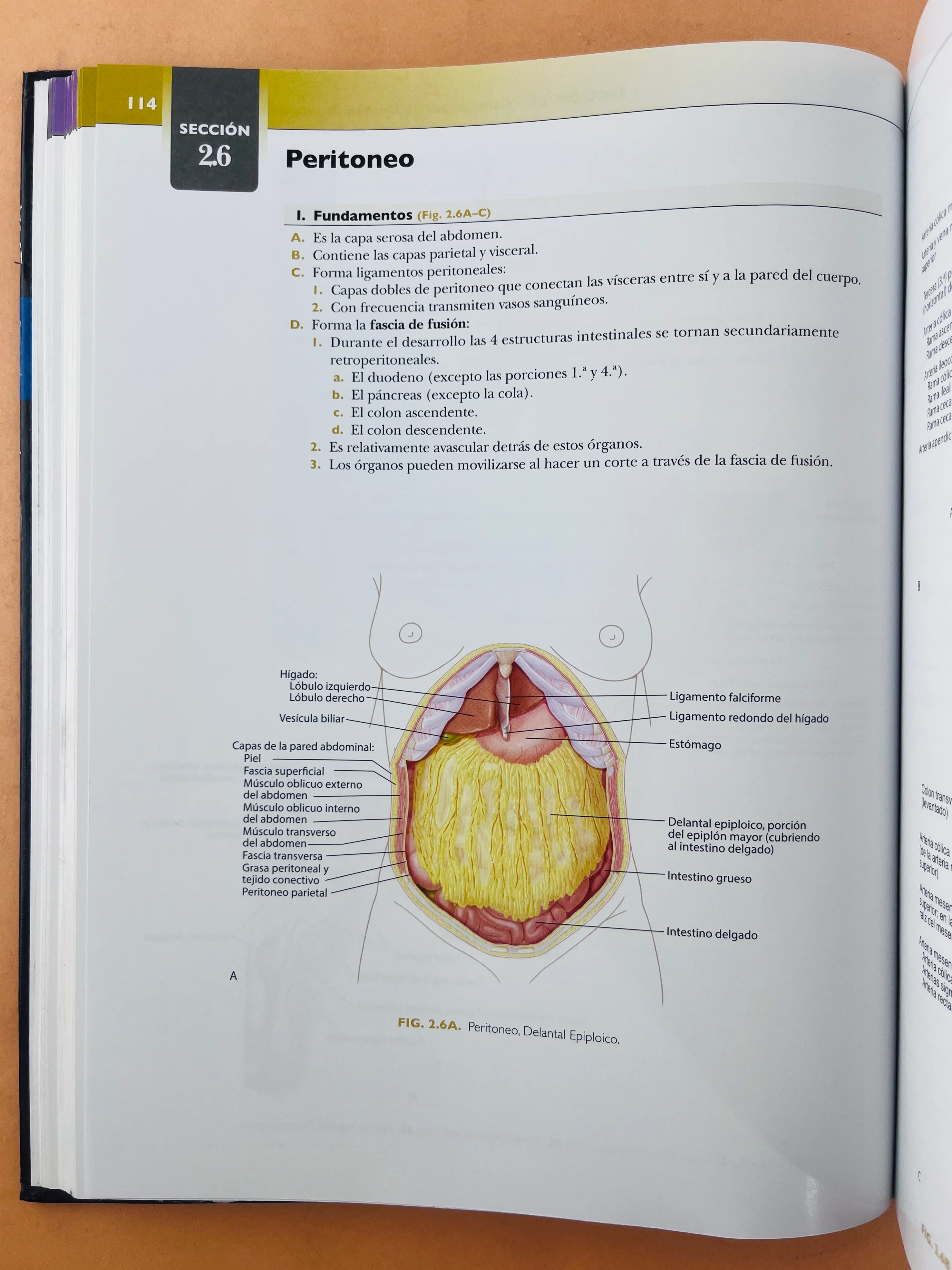 Colección Anatomía concisa e ilustrada de Lippincott 3 volumenes Esplada, miembro superior e inferior Tórax, Abdomen Y Pelvis Cabeza y Cuello - Image 4