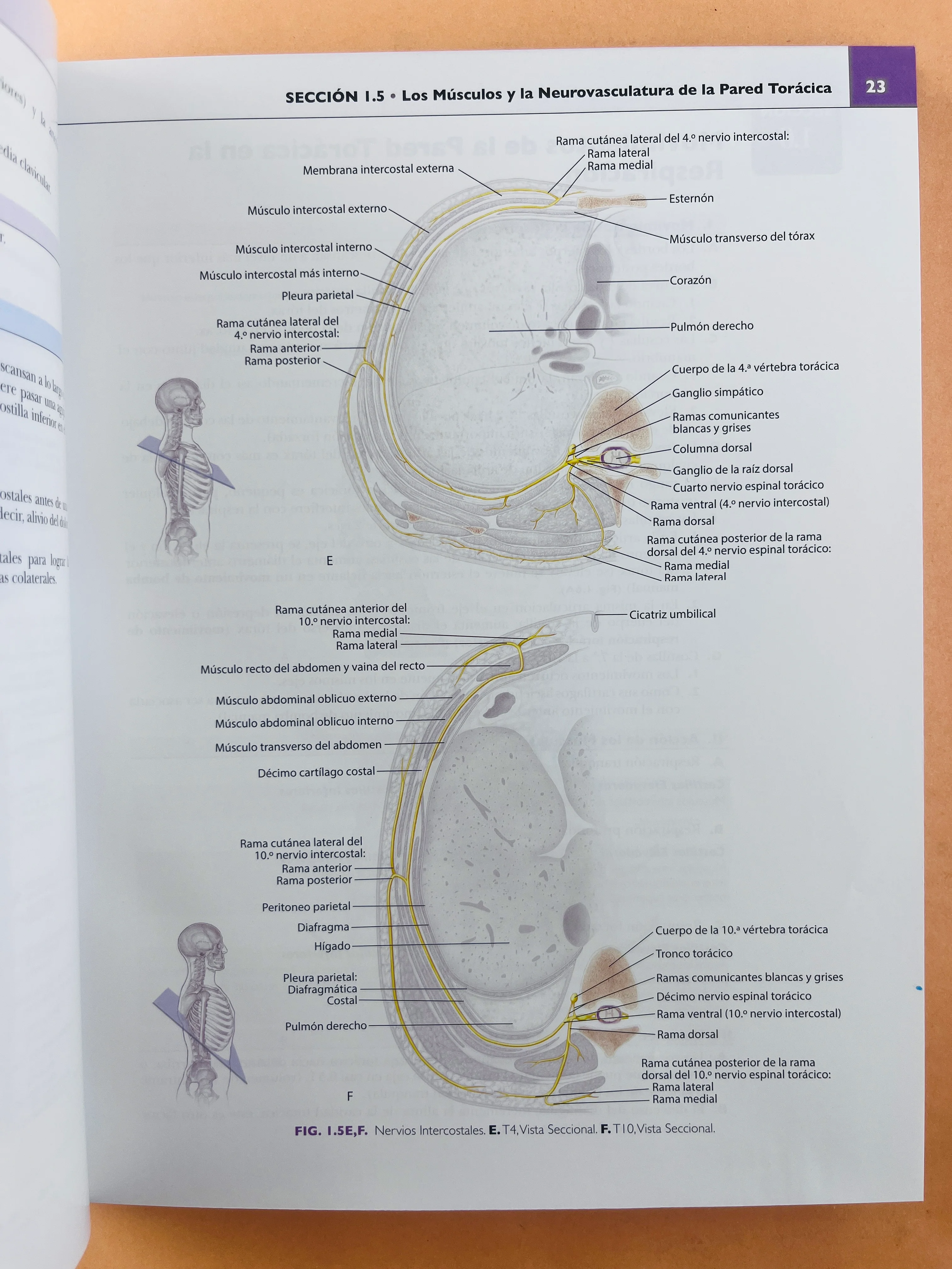 Colección Anatomía concisa e ilustrada de Lippincott 3 volumenes Esplada, miembro superior e inferior Tórax, Abdomen Y Pelvis Cabeza y Cuello - Image 9