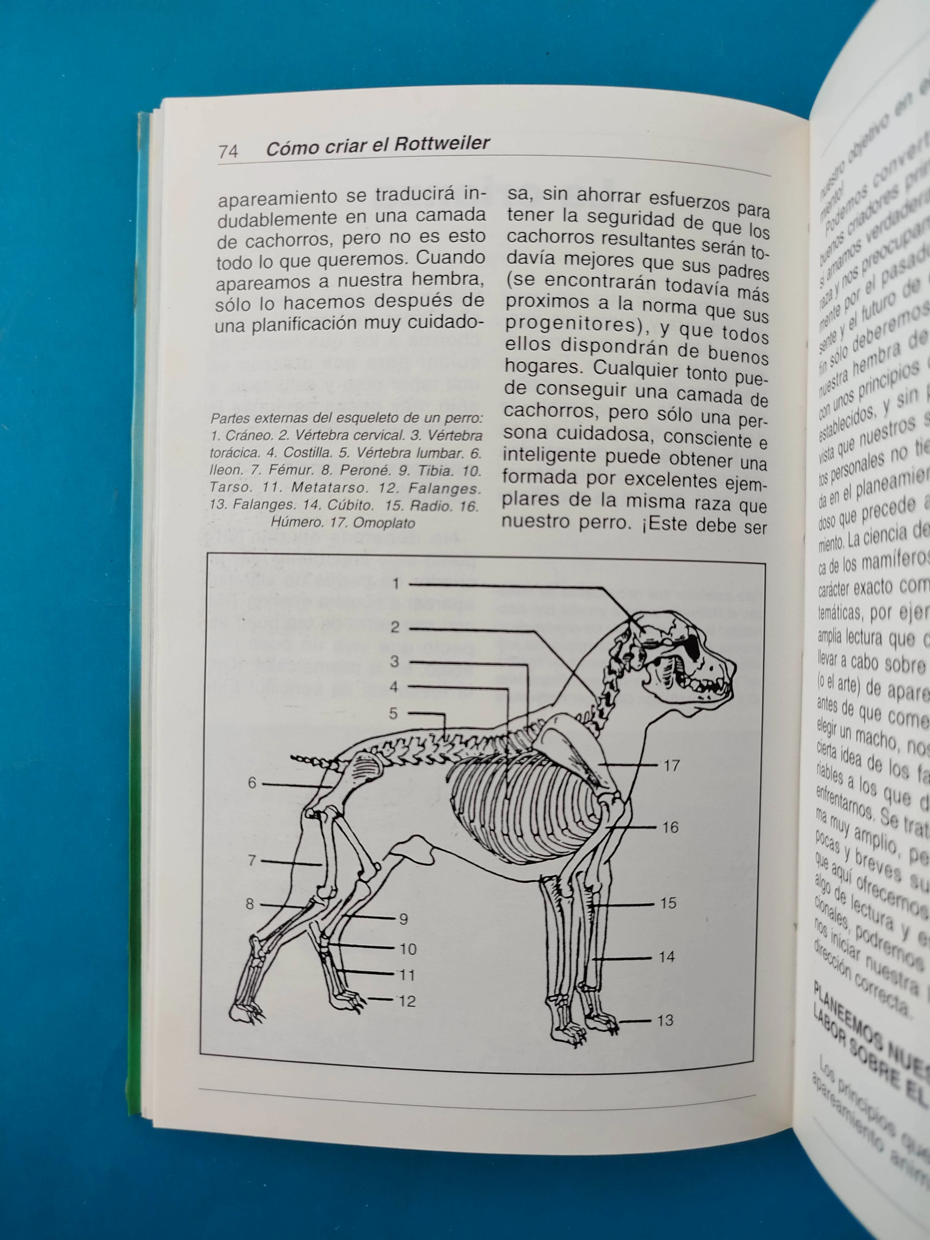 Cómo criar el rottweiler - Image 2