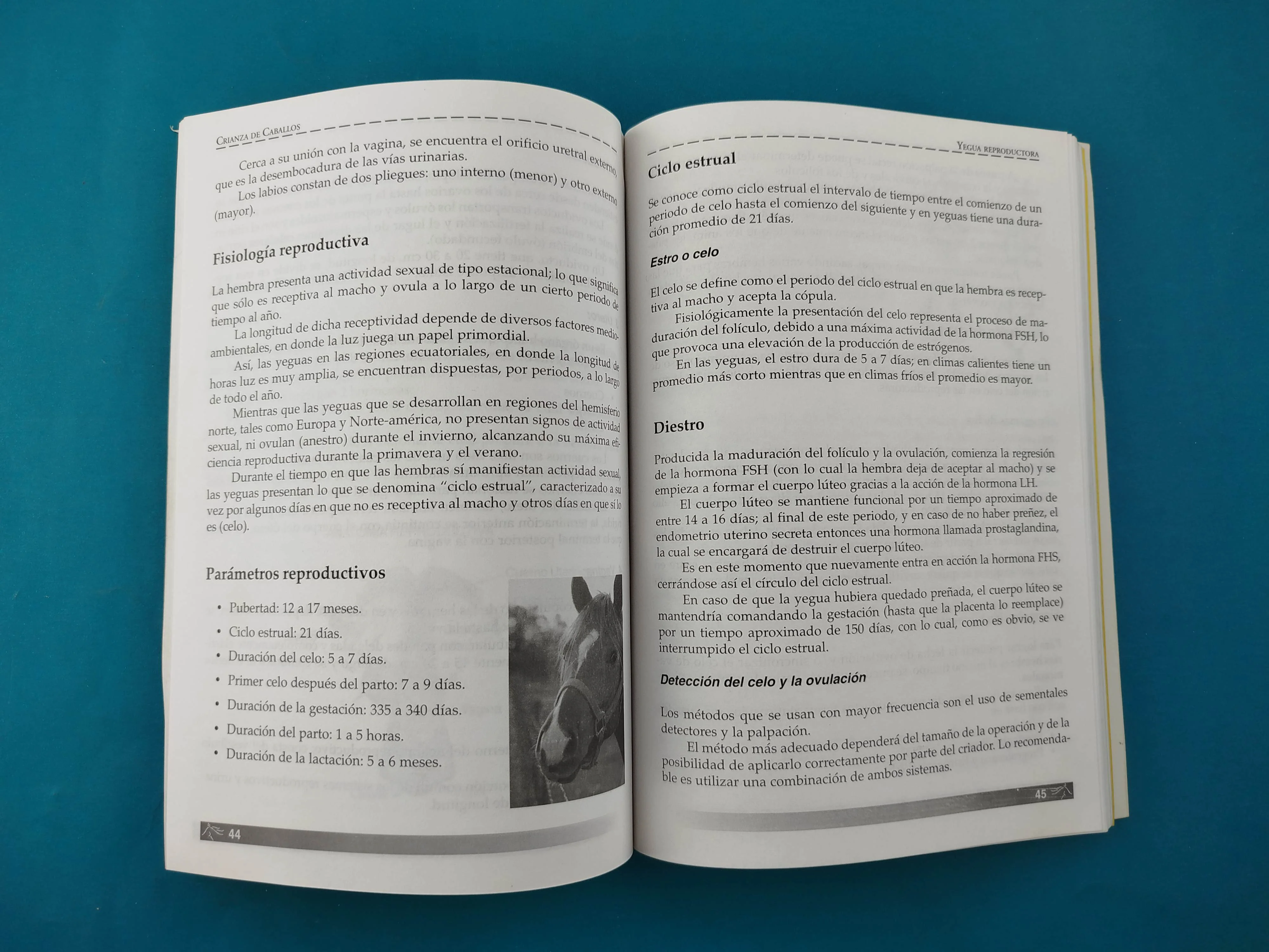 Crianza de Caballos - Image 3