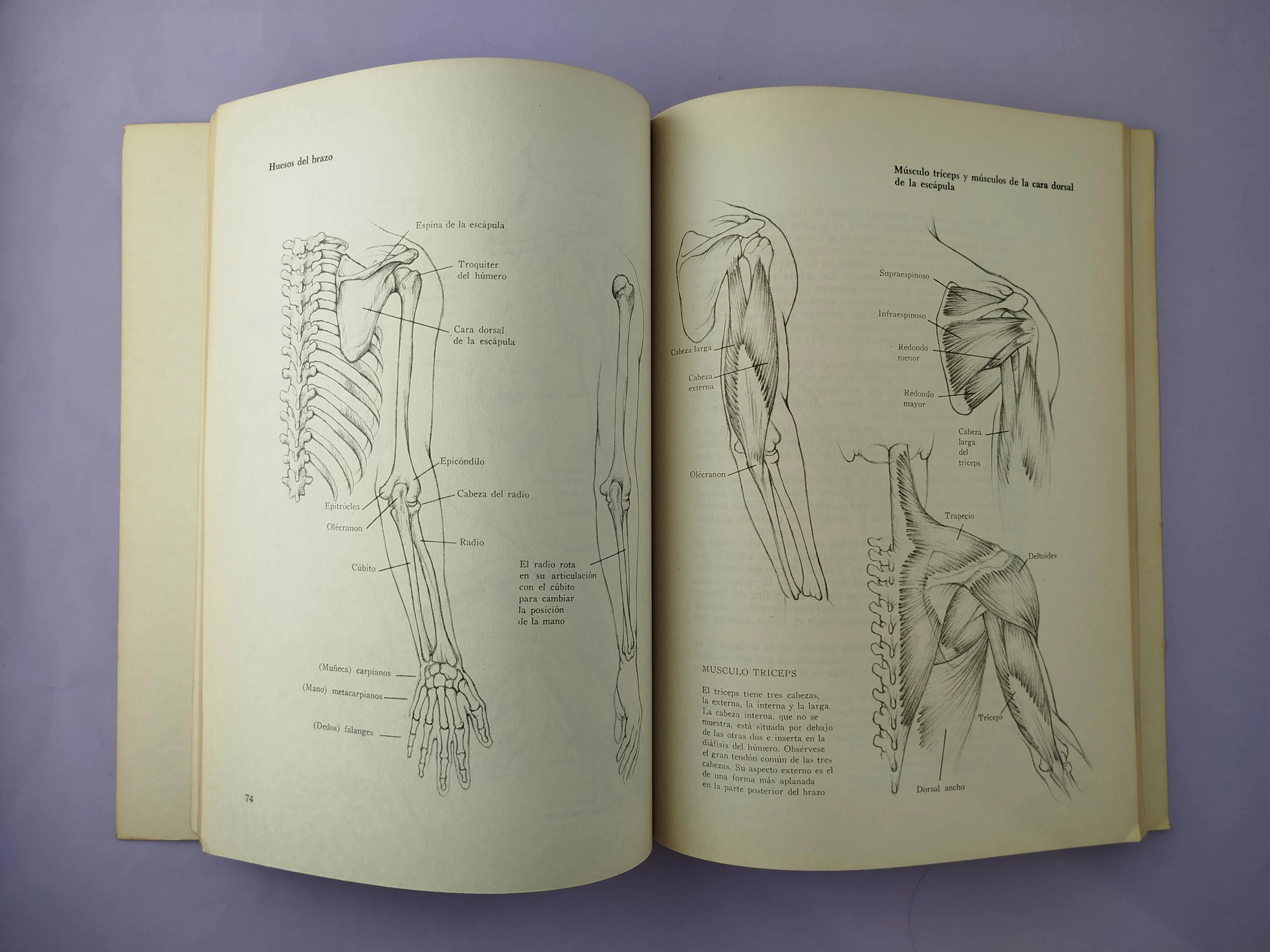 Dibujo anatómico de la figura humana - Image 3