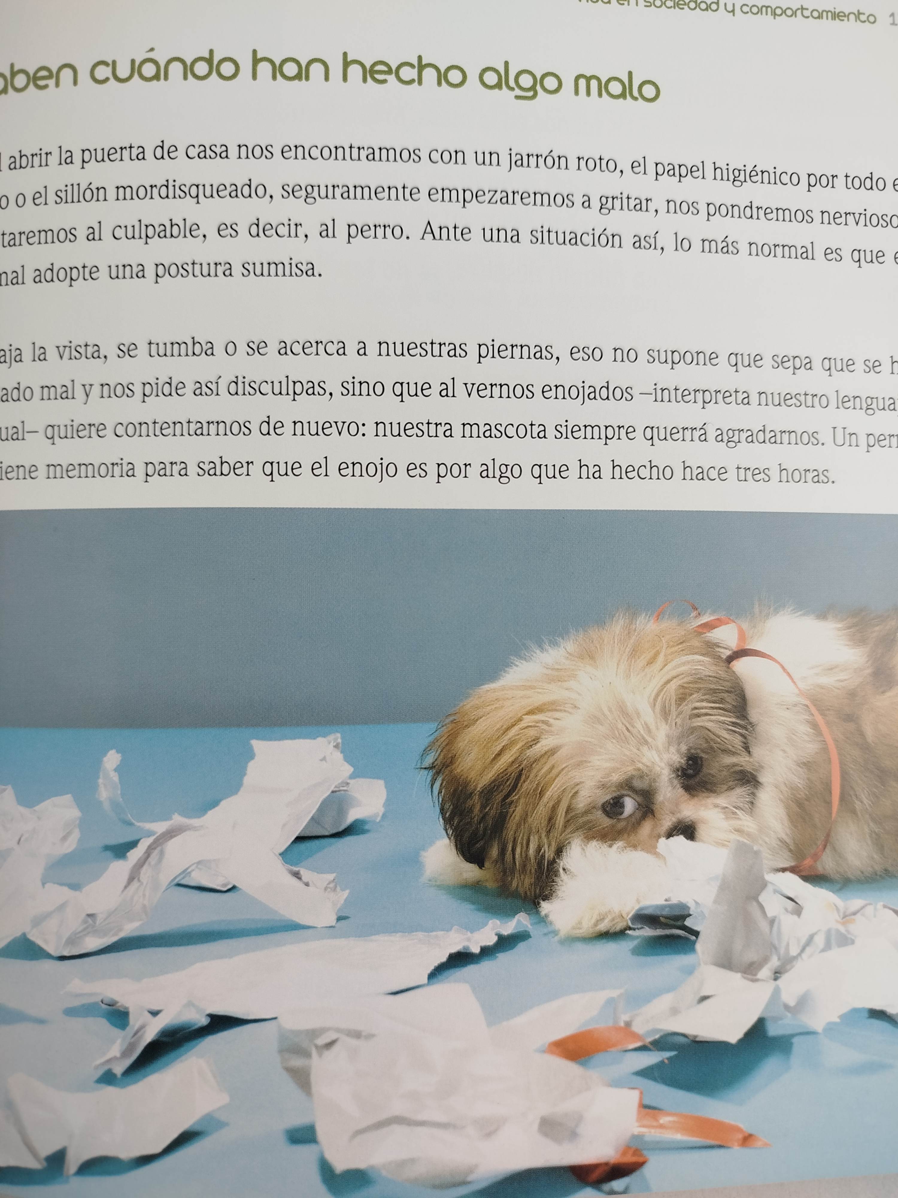 El encantador de perros 14 falsas creencias - Image 4