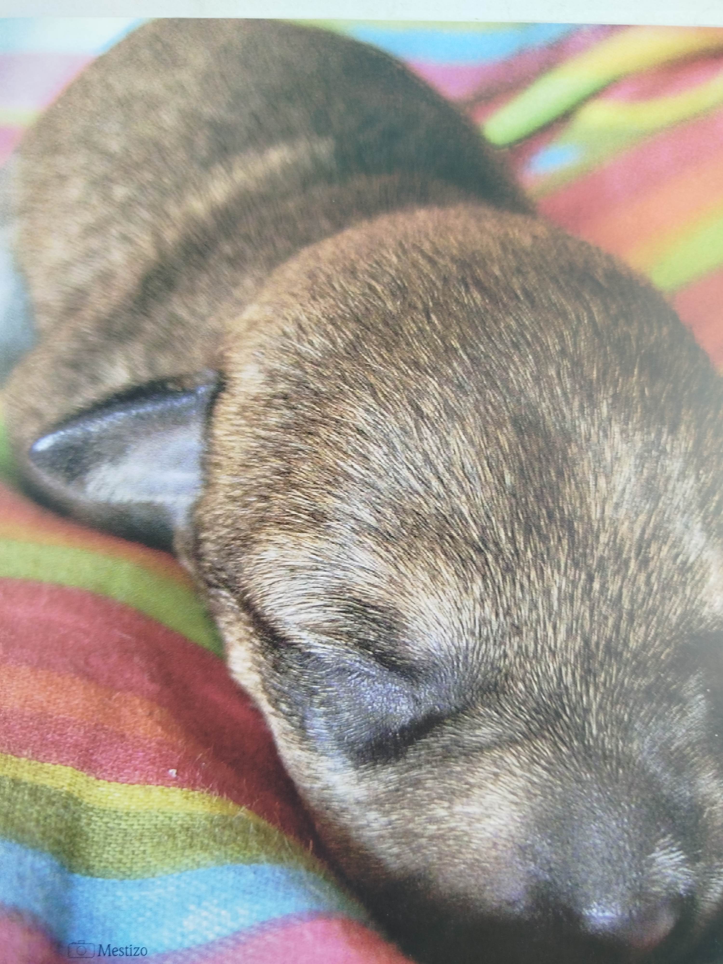 El encantador de perros 16 el cachorro - Image 2