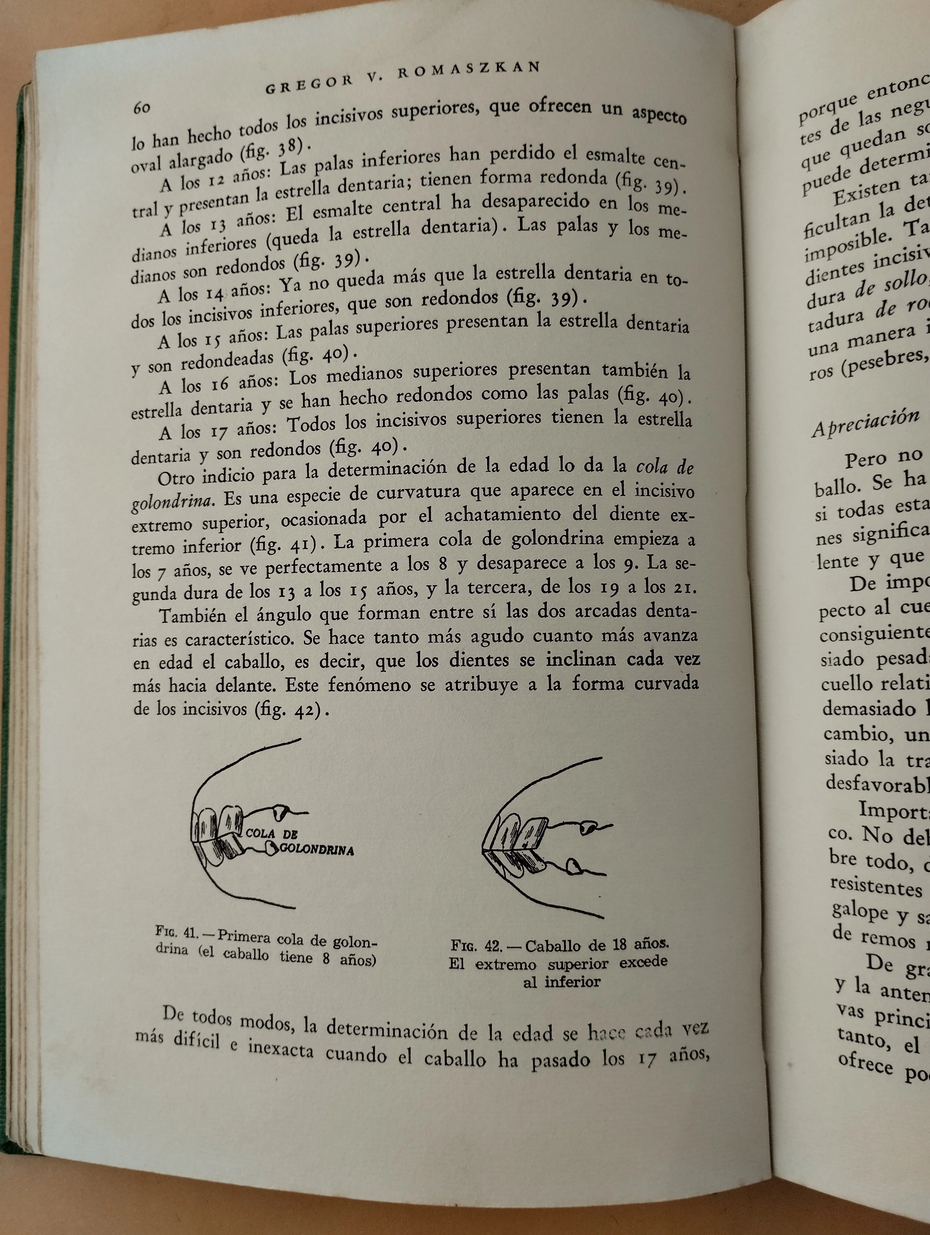 Equitación - Image 3
