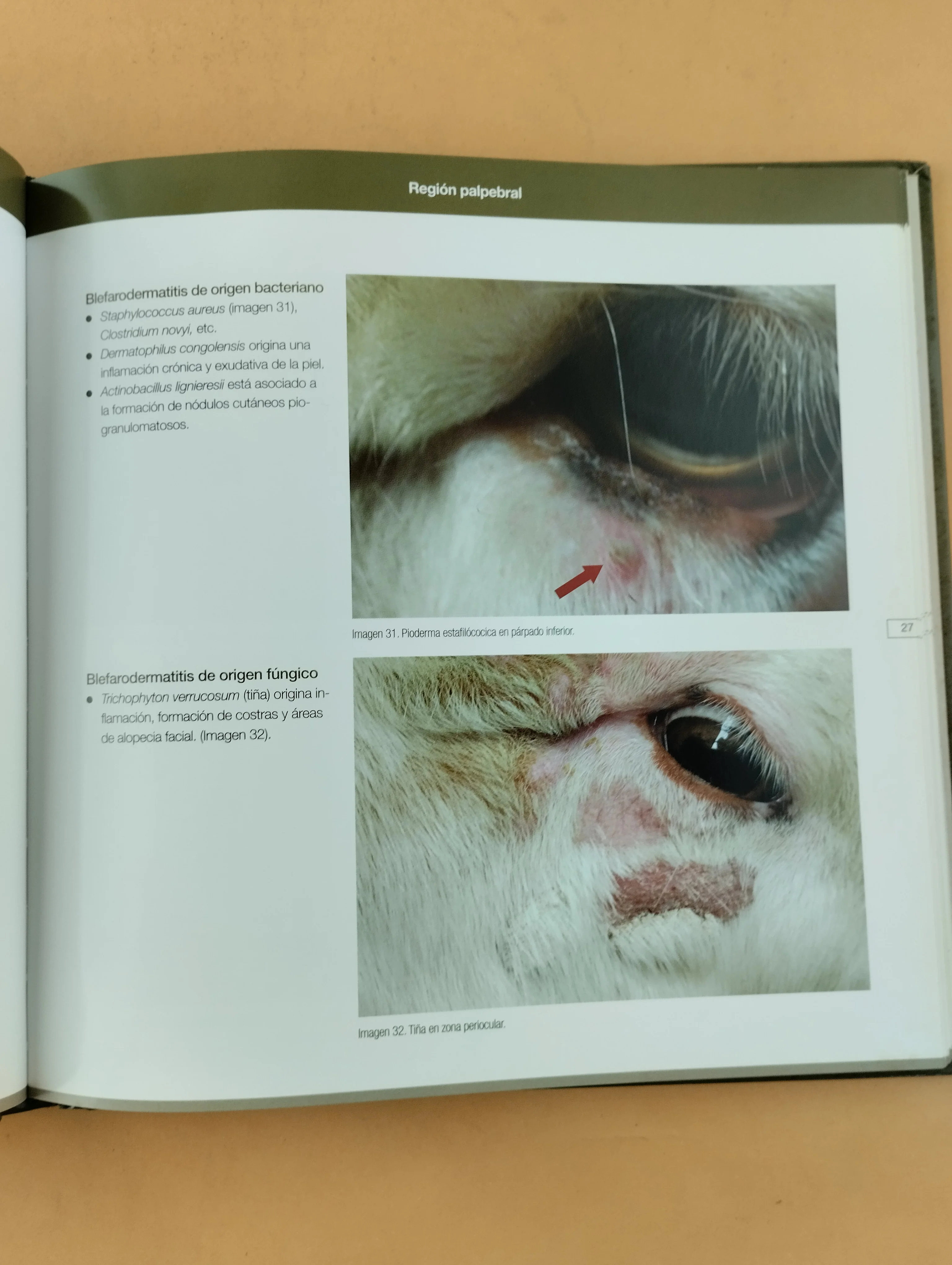 Exploración y patología ocular en pequeños rumiantes - Image 2