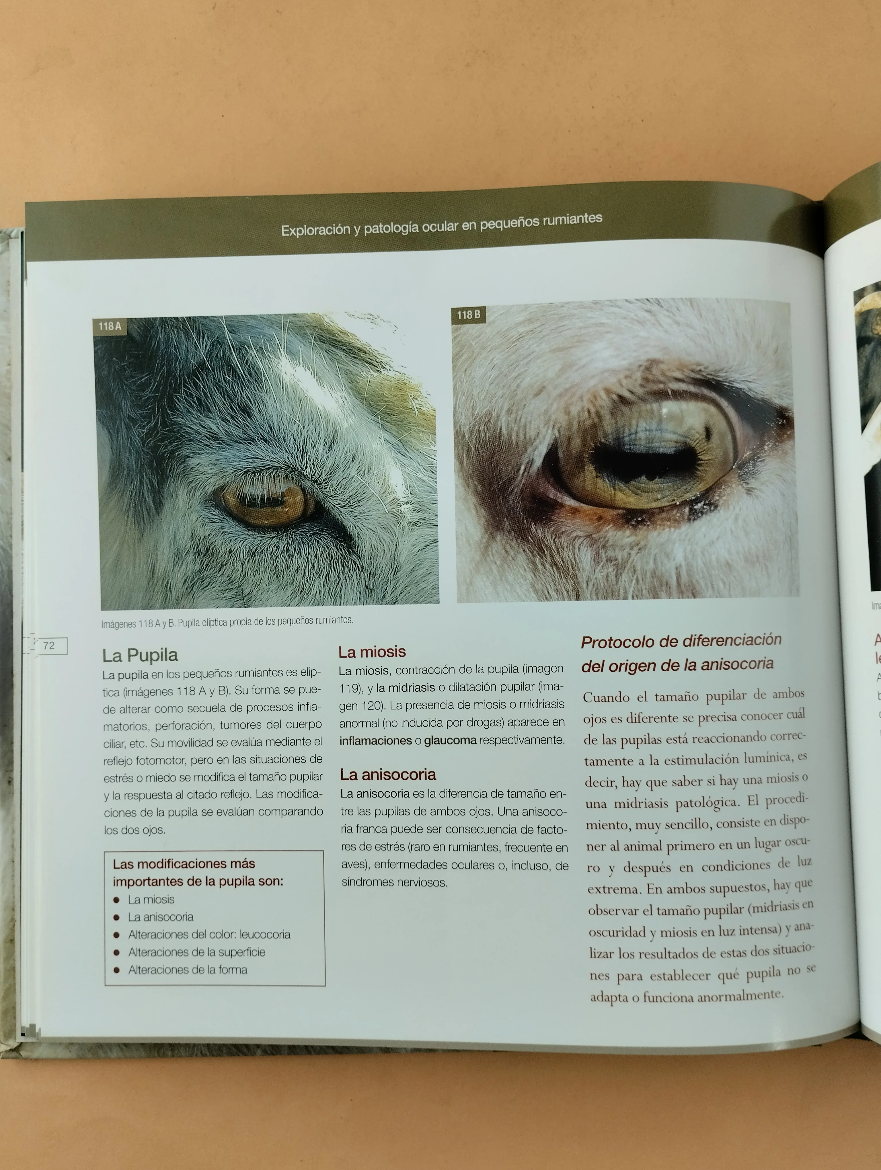 Exploración y patología ocular en pequeños rumiantes - Image 3