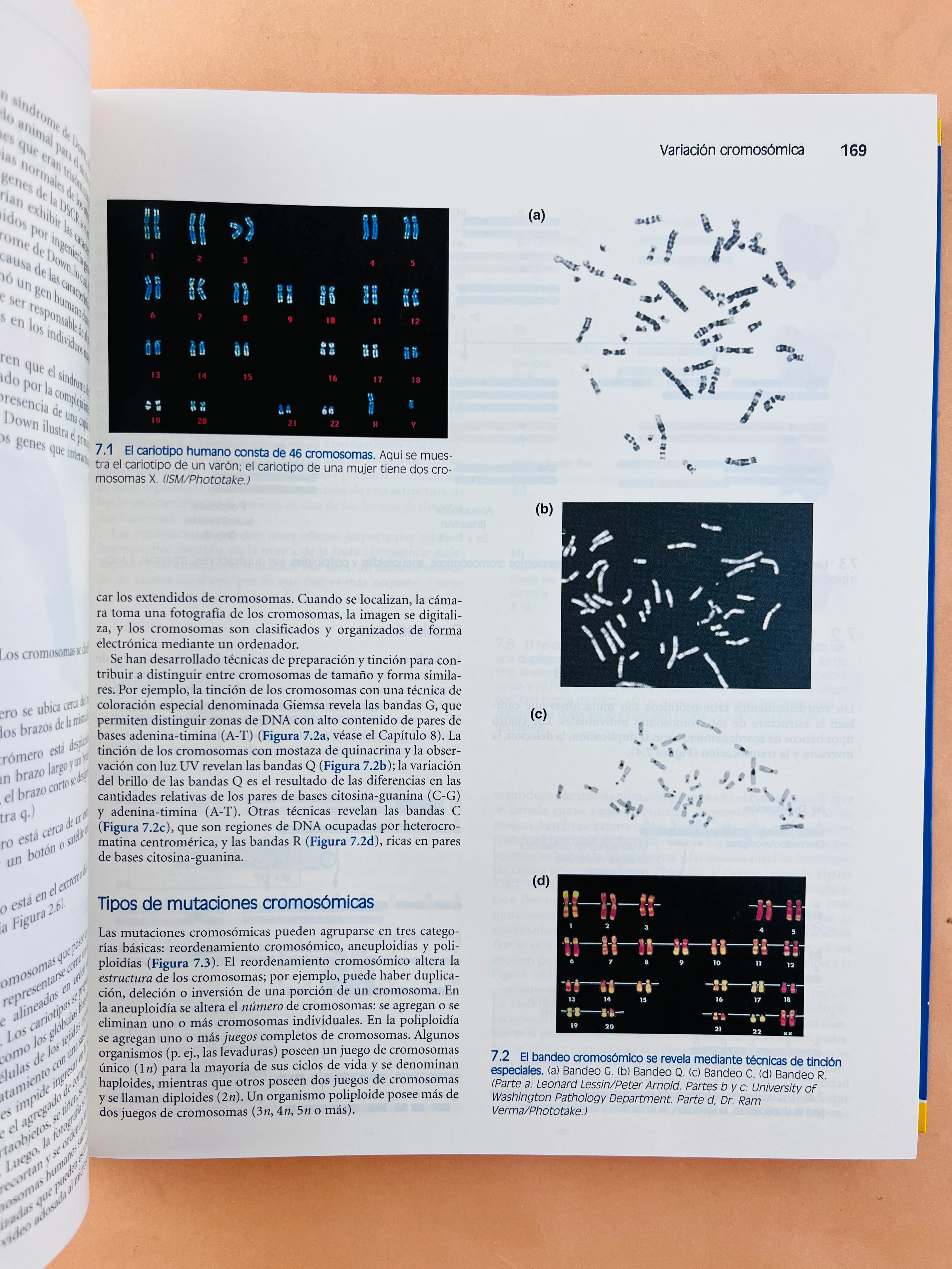 Fundamentos de genética: Conceptos y relaciones - Image 4