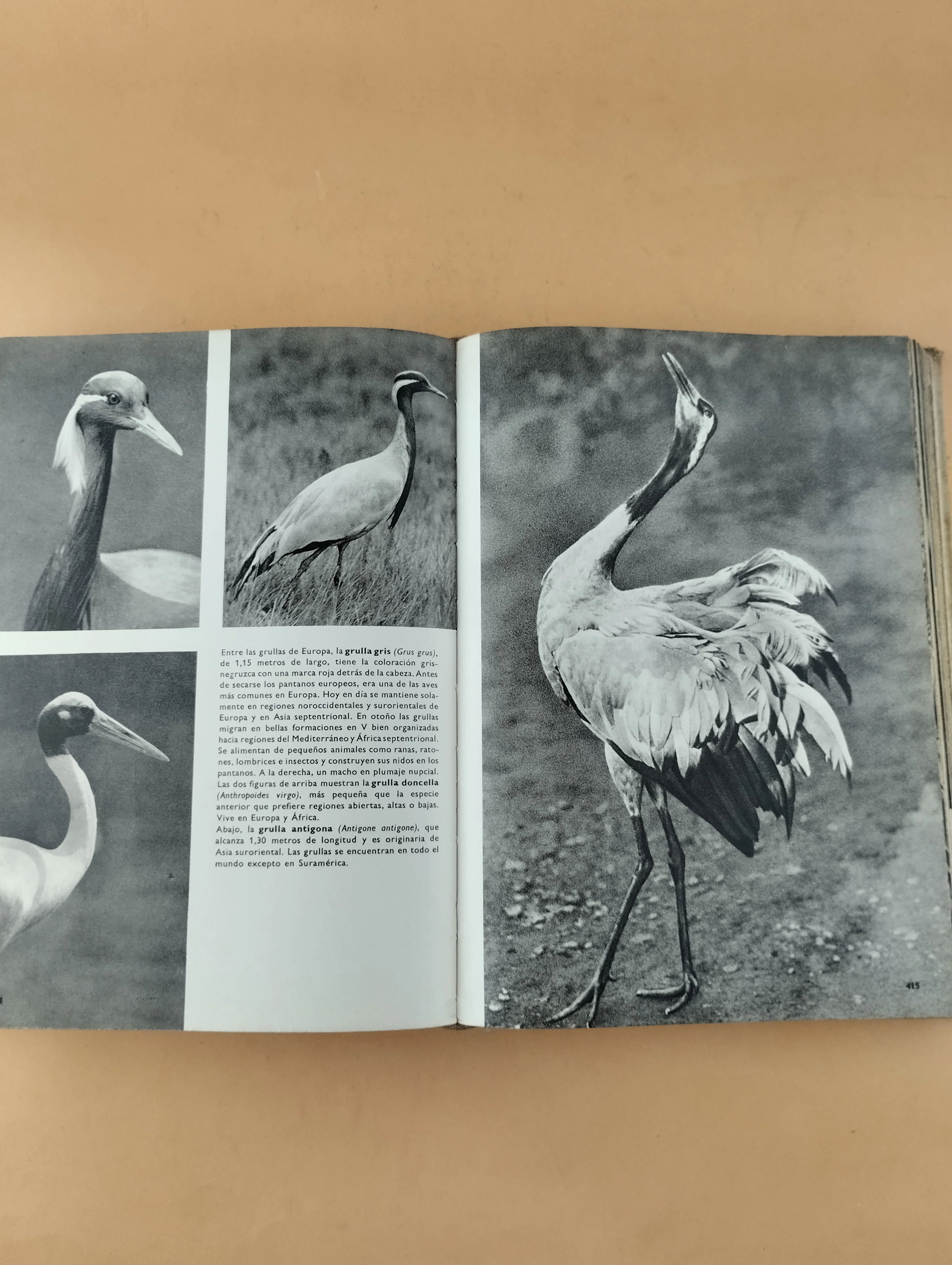 Gran enciclopedia ilustrada del reino animal - Image 4