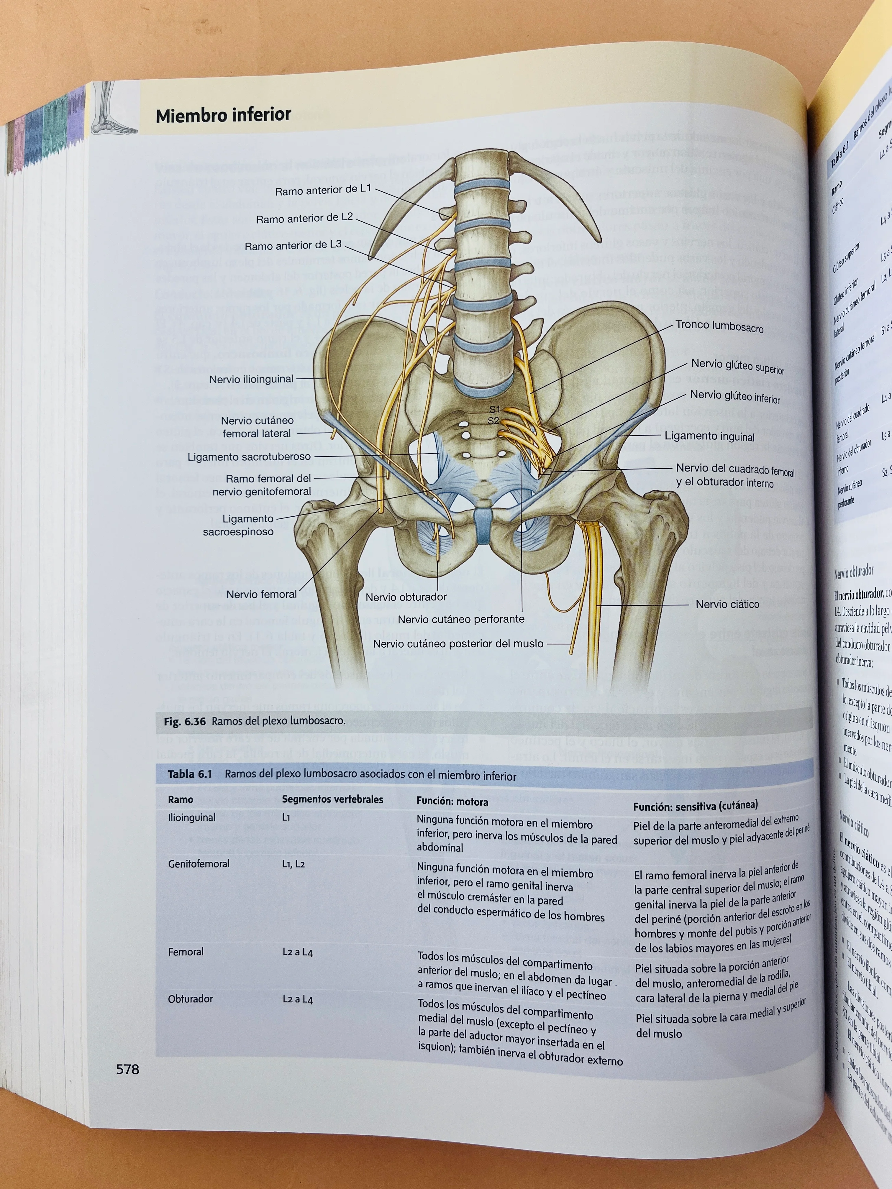 Gray anatomía para estudiantes cuarta edición - Image 5
