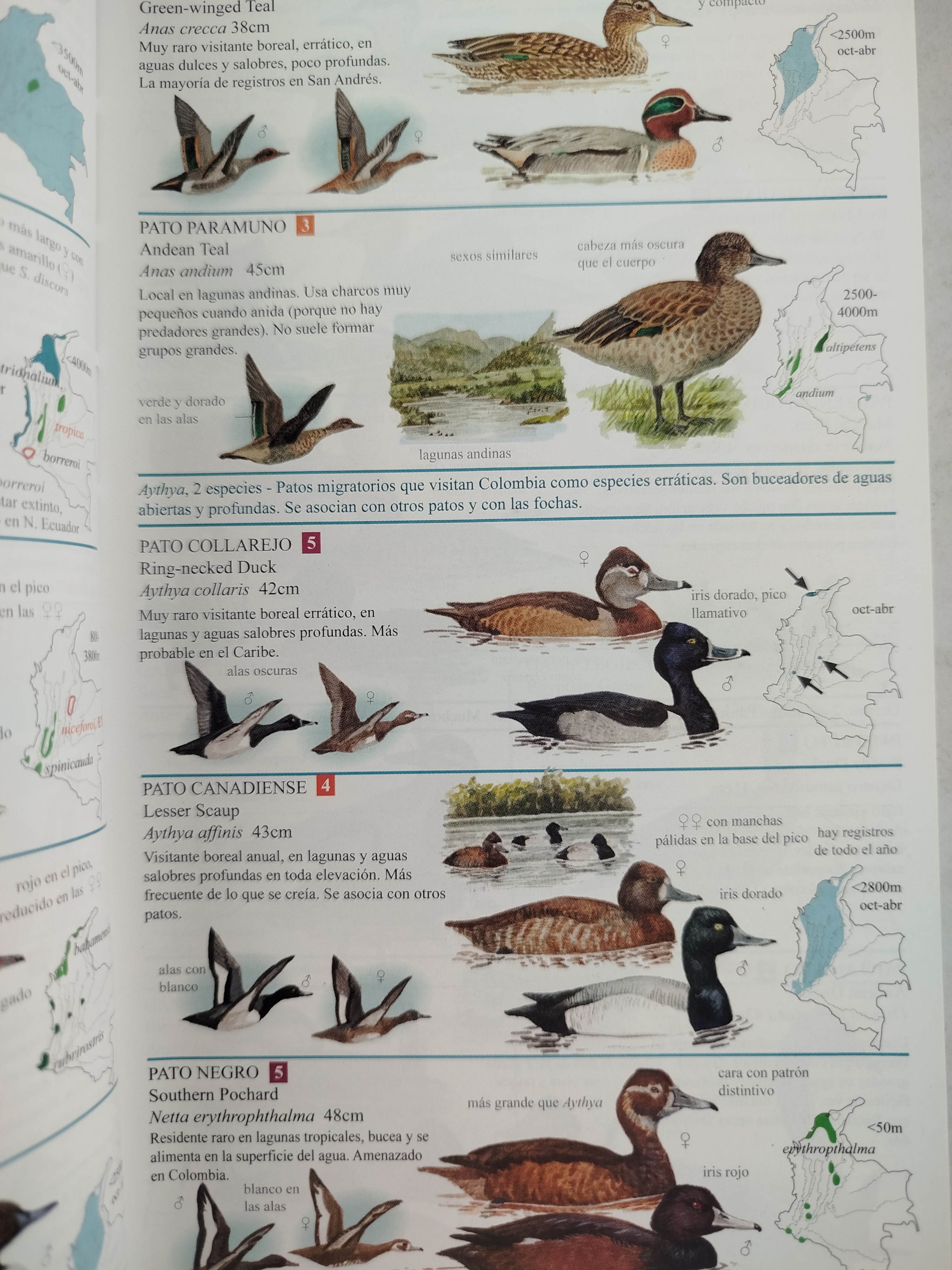 Guía de campo de las Aves de Colombia - Image 2