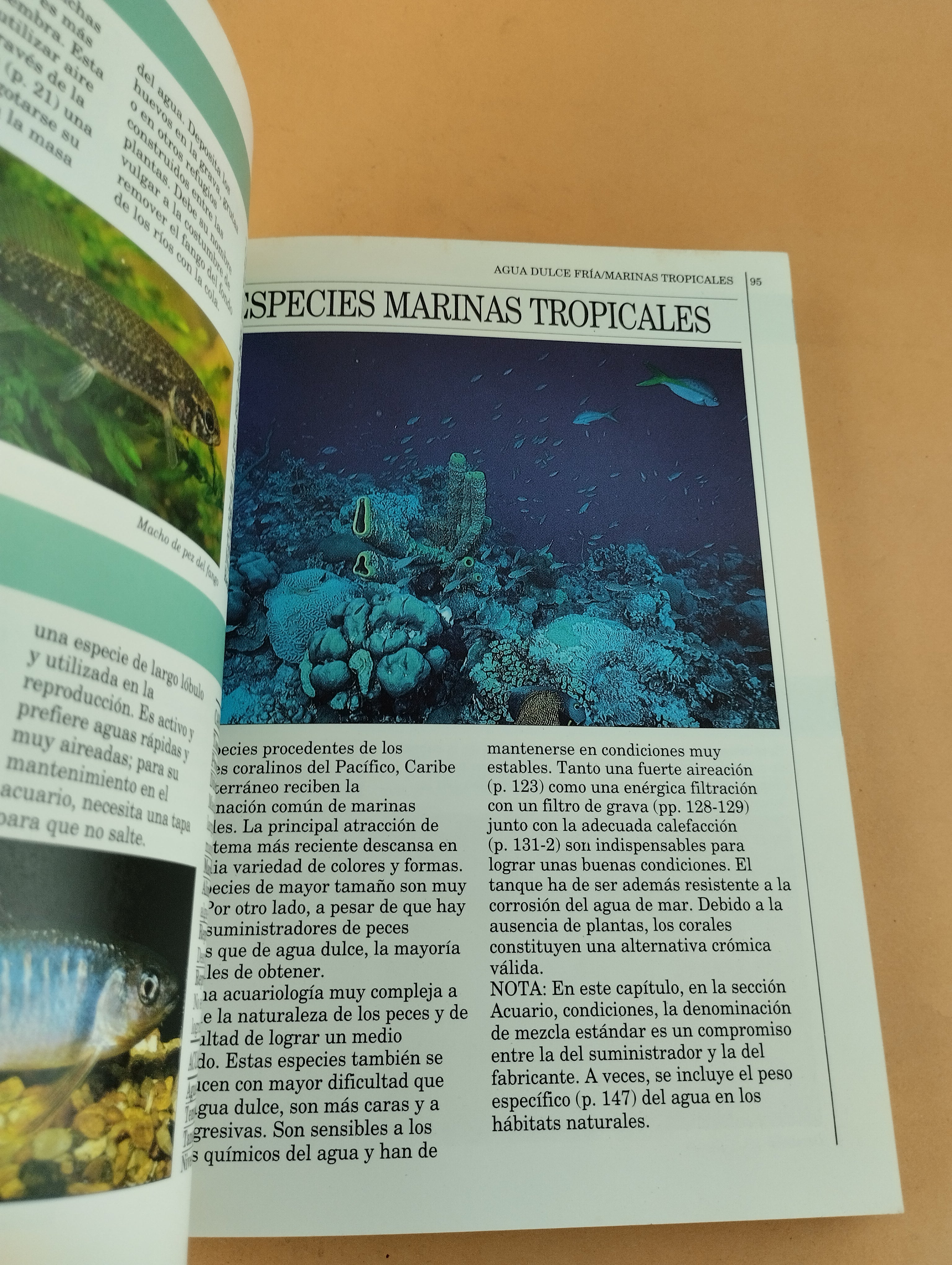 Guía del acuario - Image 4