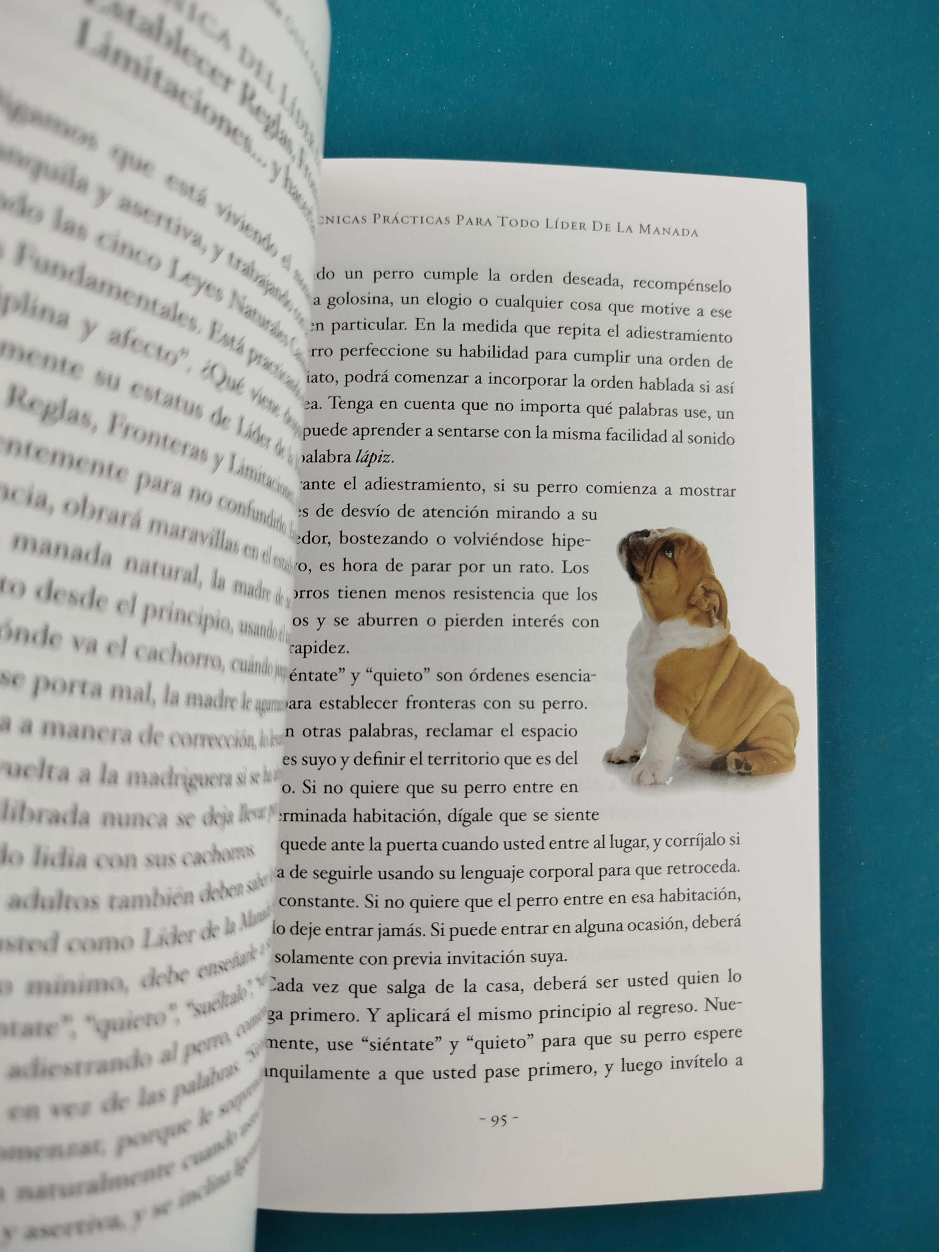 Guía Para un Perro Felíz - Image 2