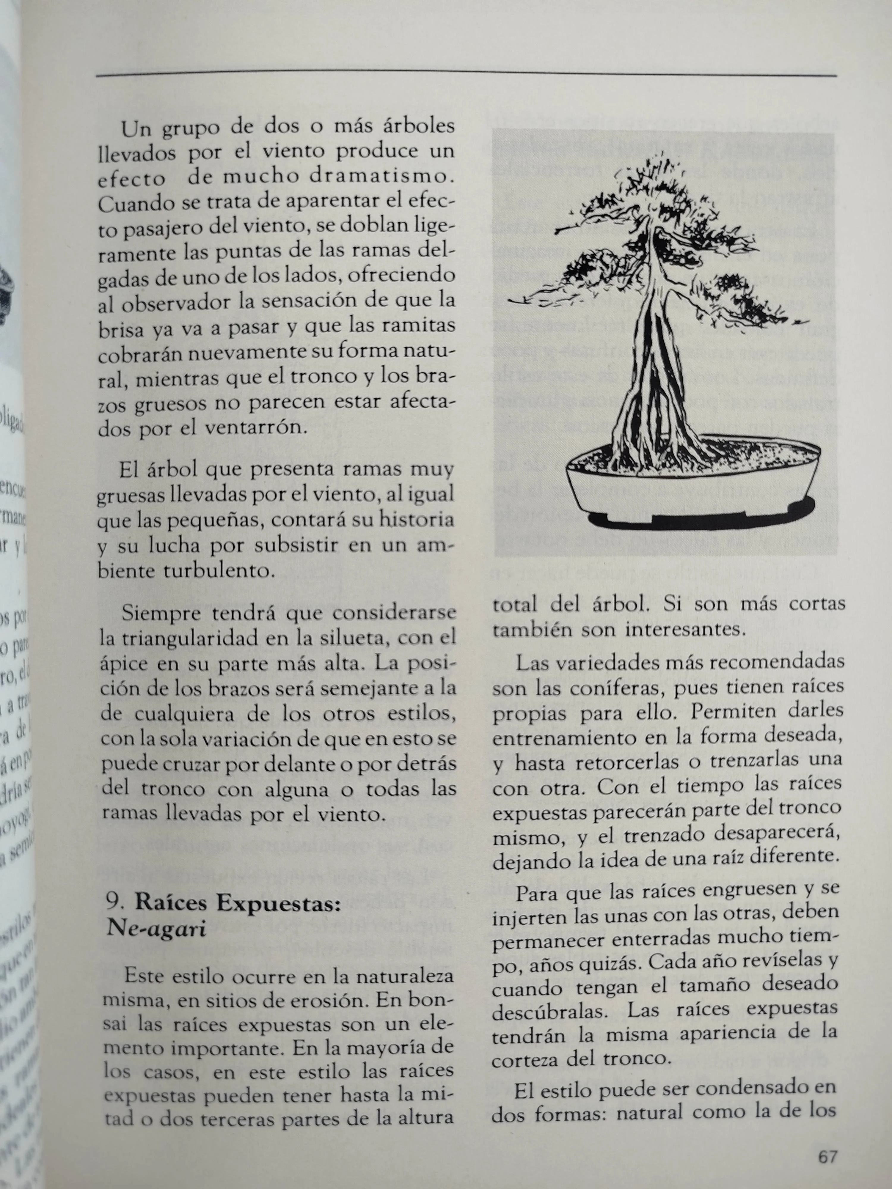 Hagamos Bonsai - Image 3