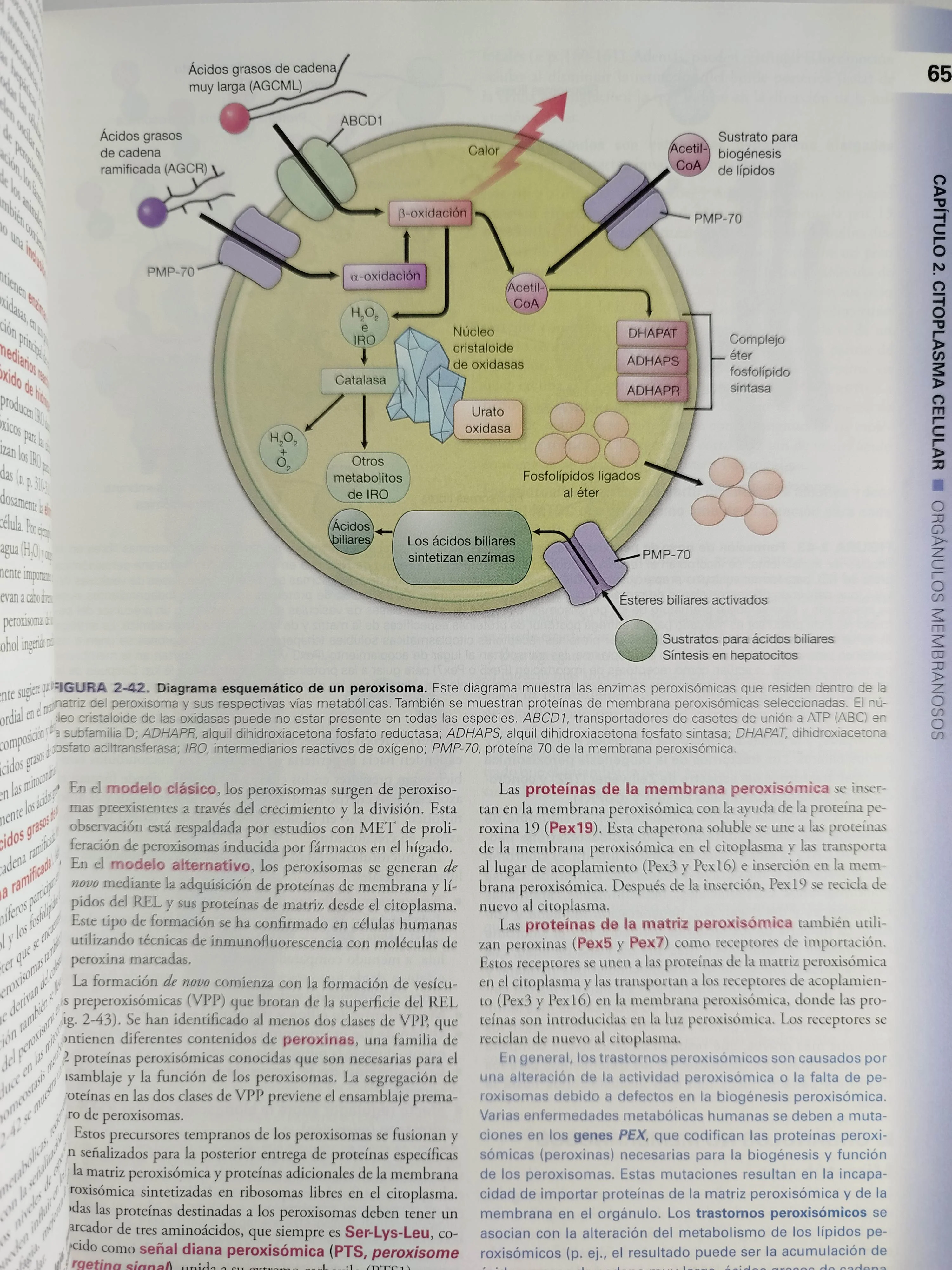 Histología texto y atlas 9 edición - Image 2