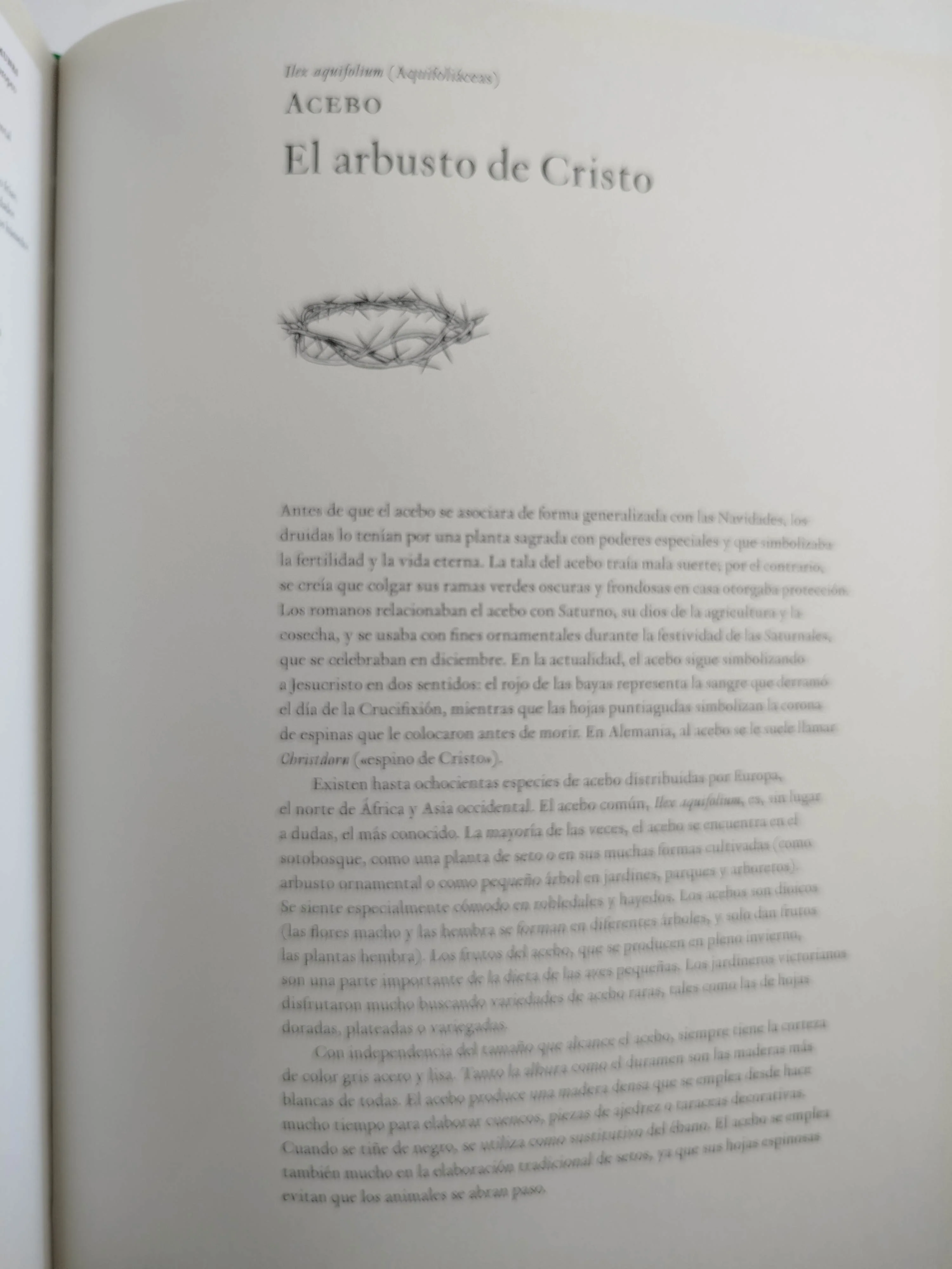 La historia de los árboles - Image 4
