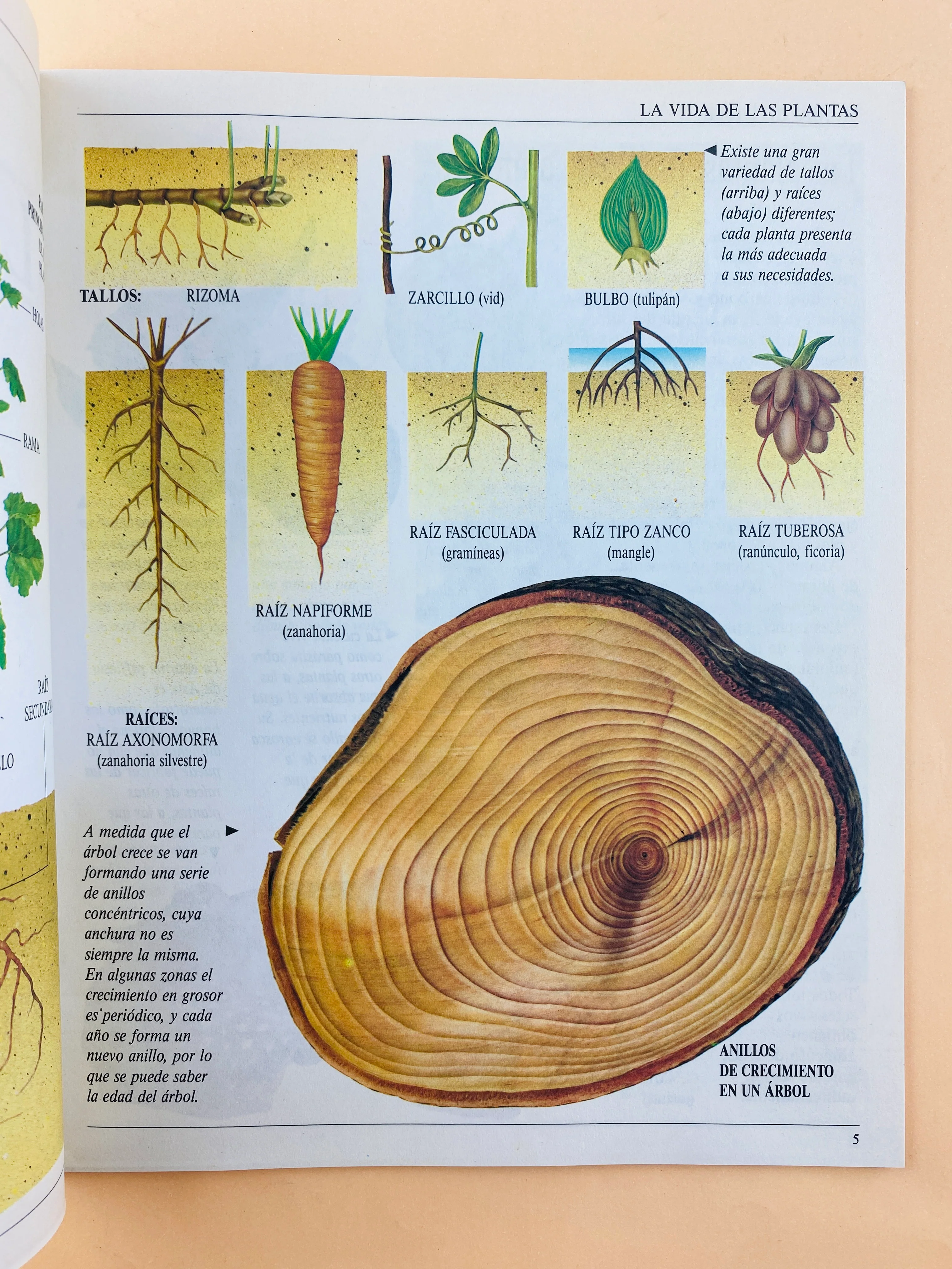 La vida de las plantas - Image 3