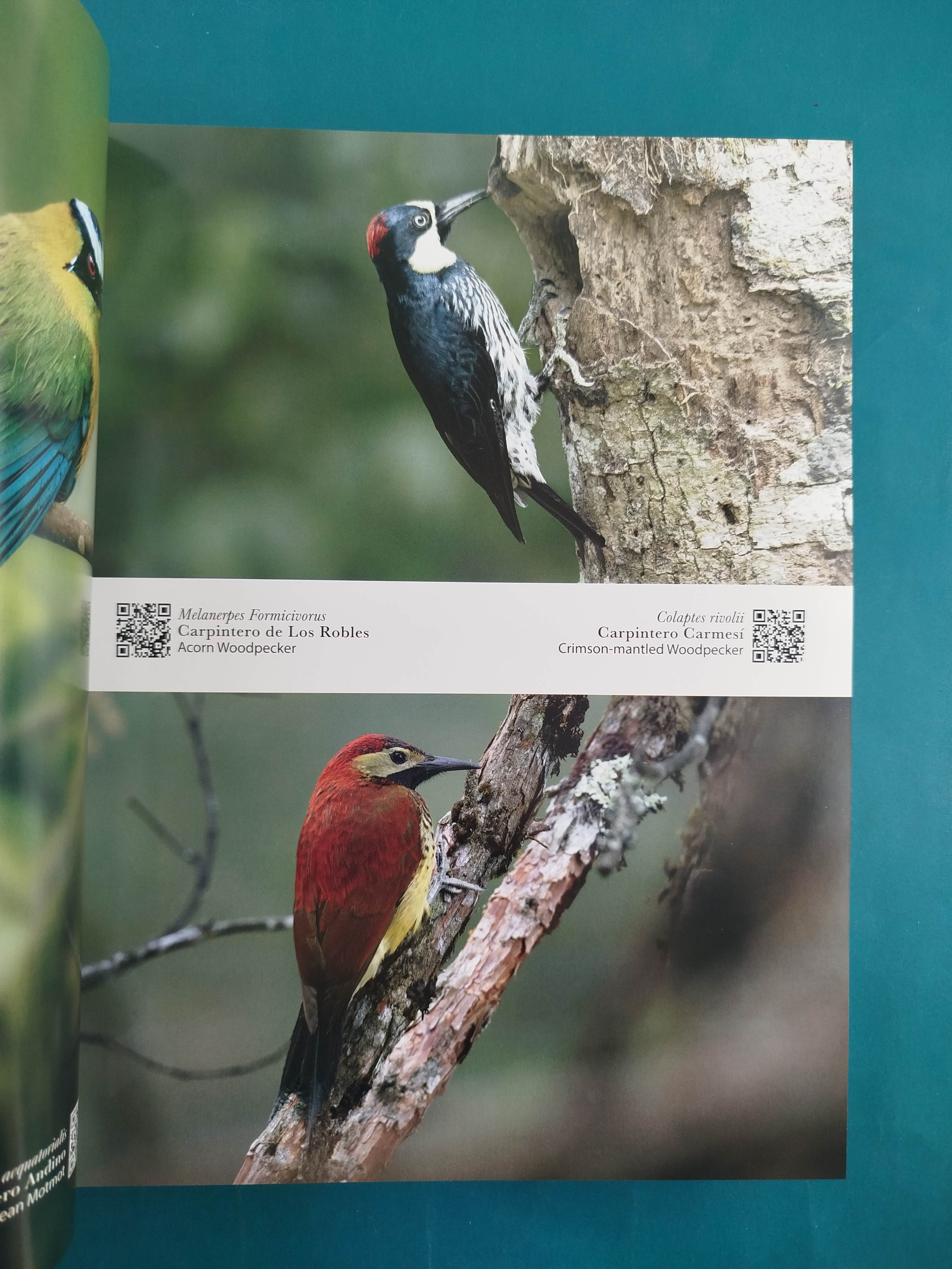 Las Aves Más Hermosas De Colombia - Image 2