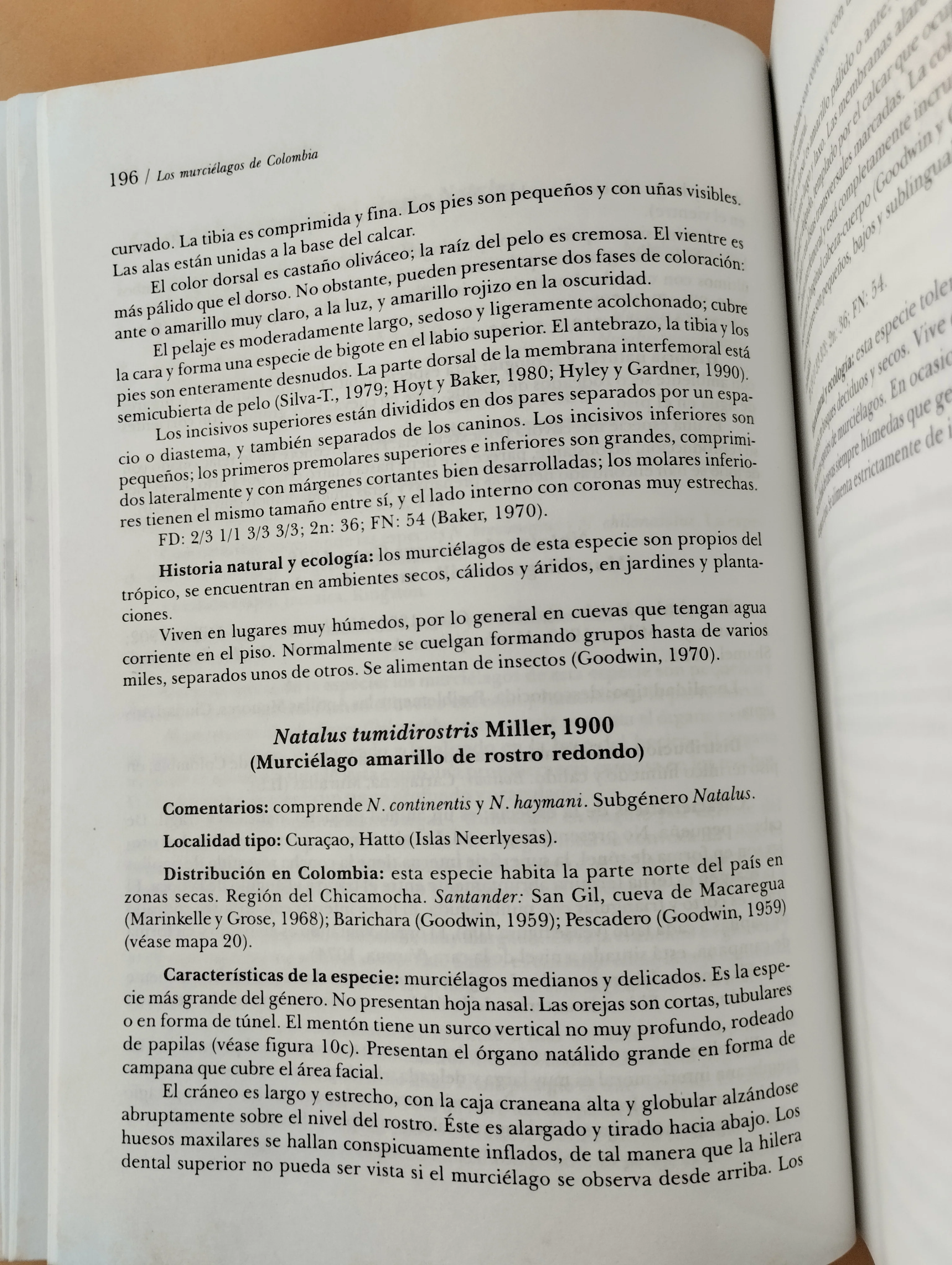Los murciélagos de Colombia - Image 3