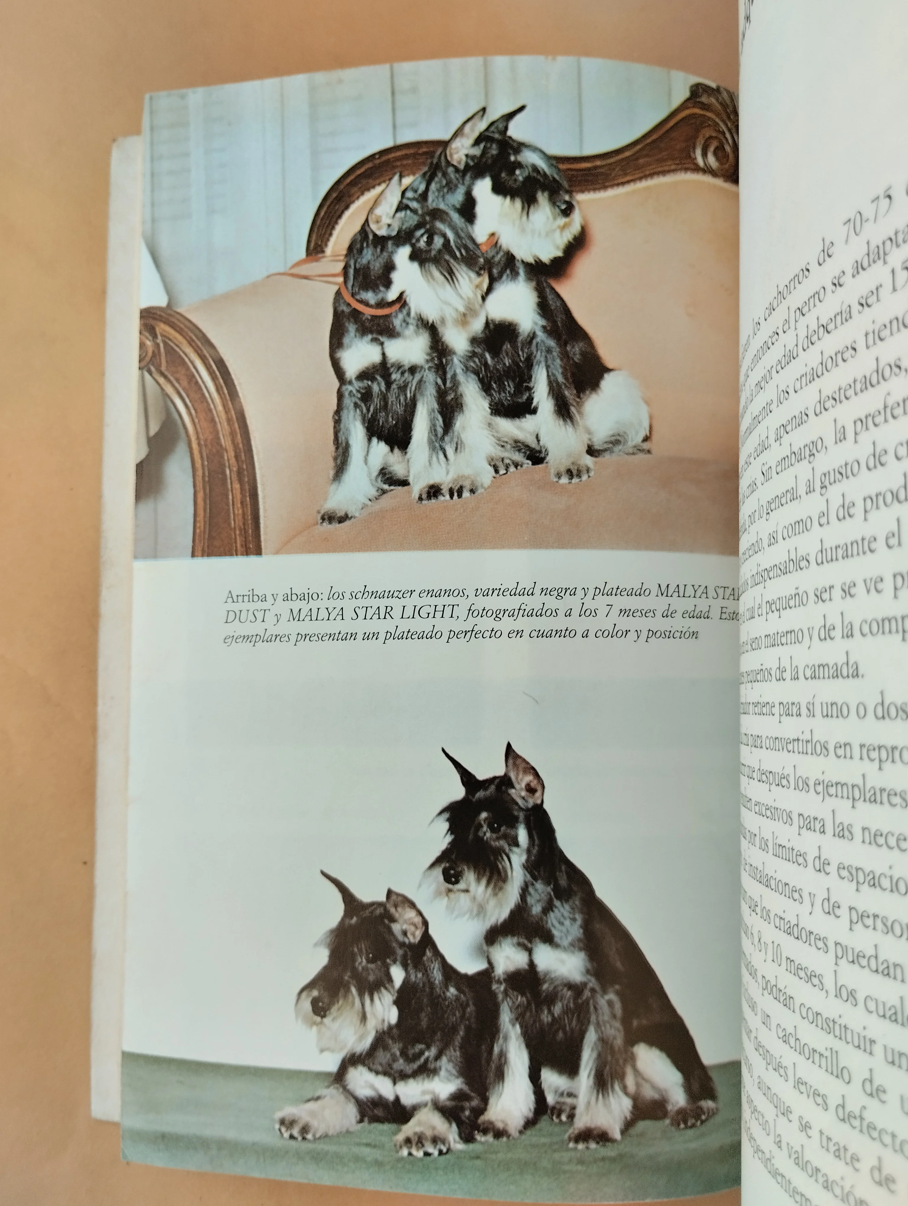 Los Schnauzer - Image 3