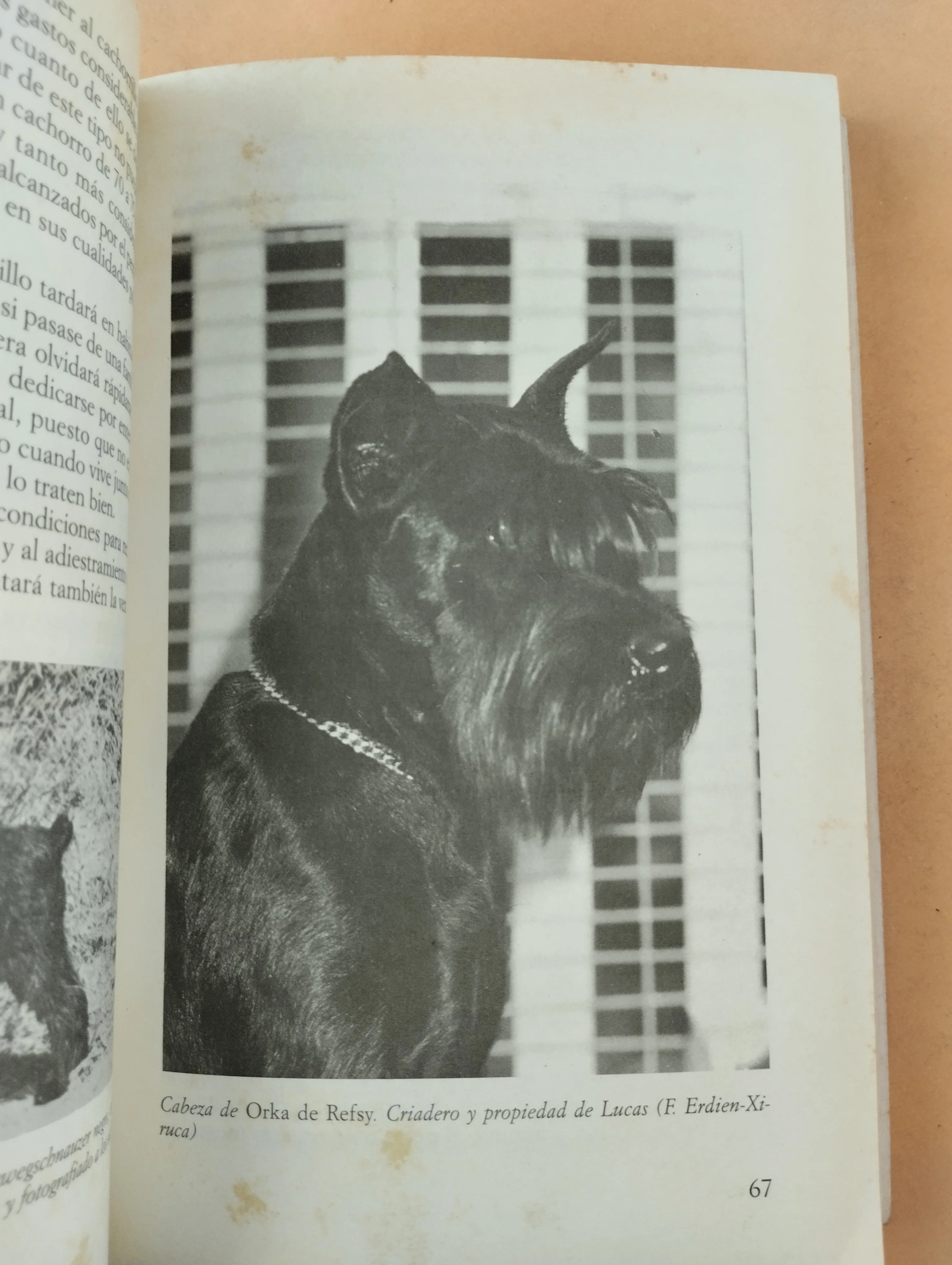 Los Schnauzer - Image 4