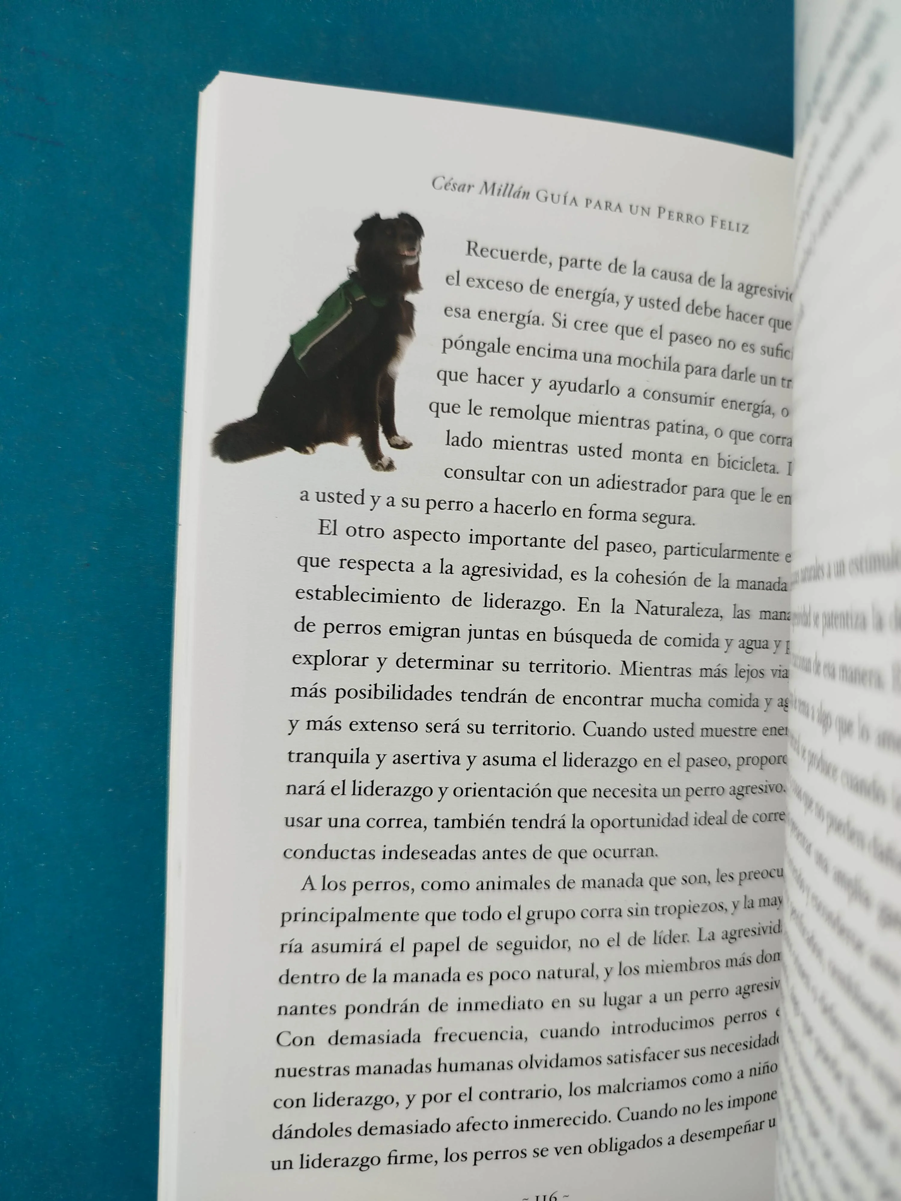 Mi sabiduría canina - Image 4