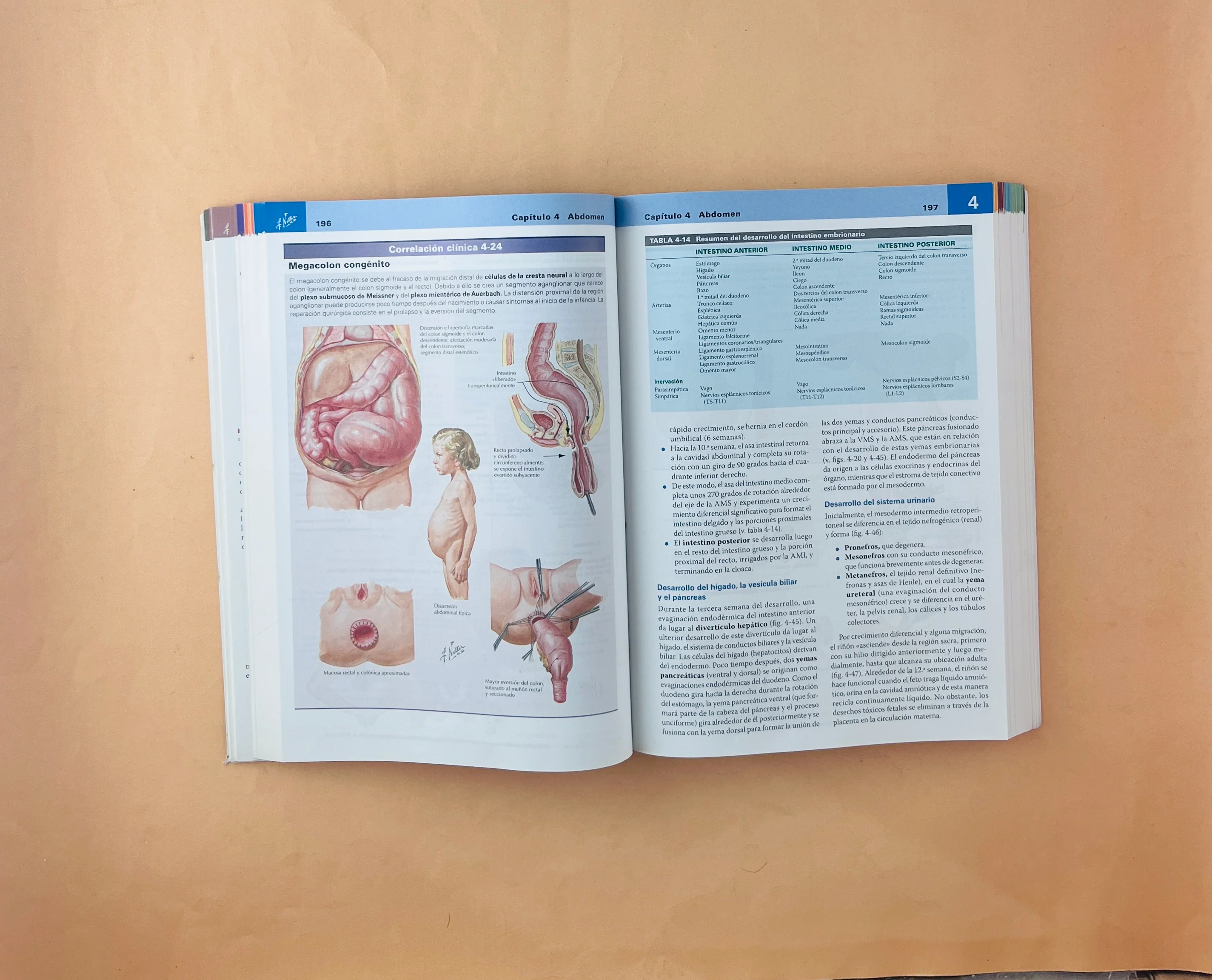 Netter Anatomía clínica tercera edición - Image 4