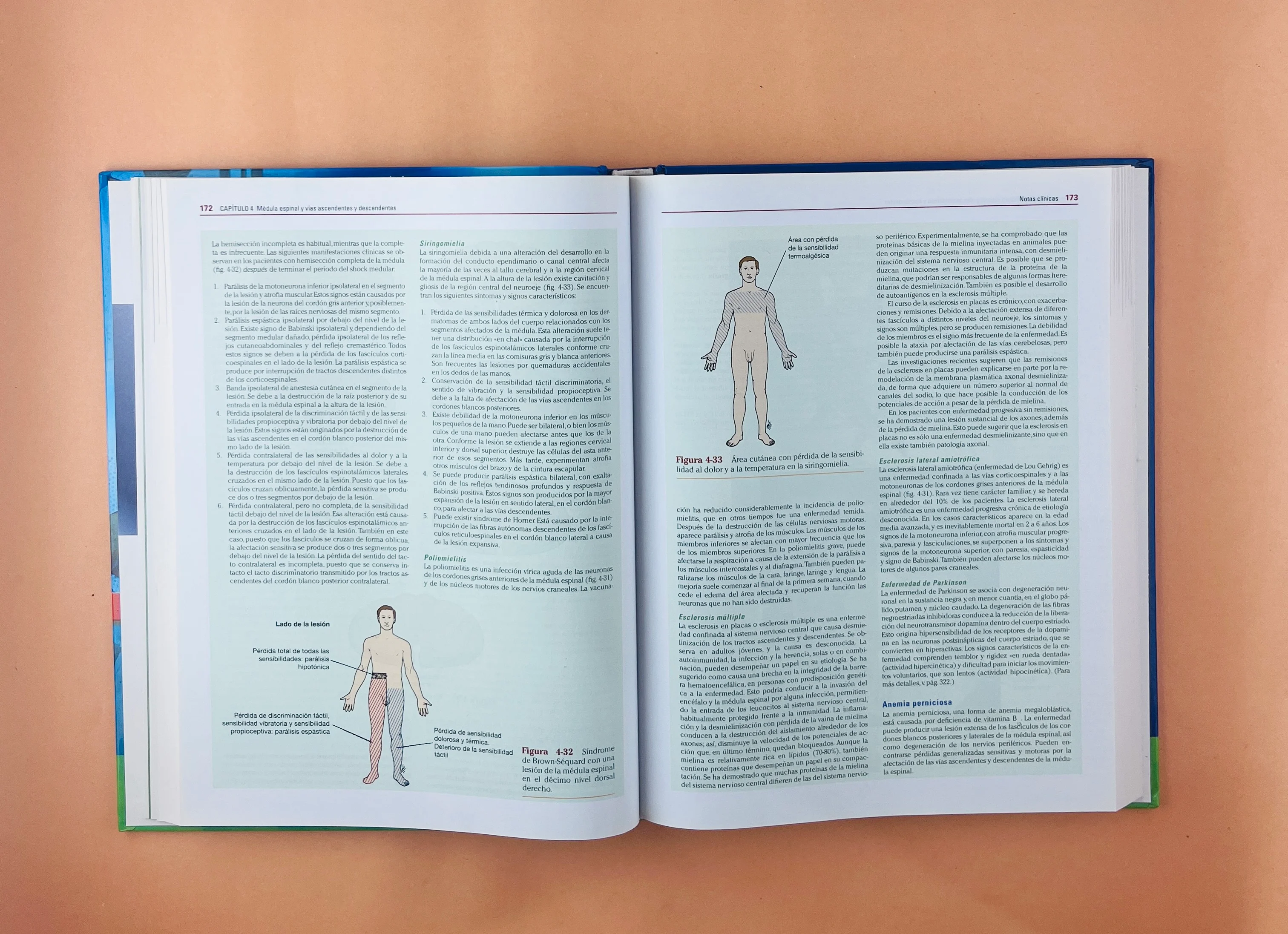 Neuroanatomía Clínica 7a edición - Image 4