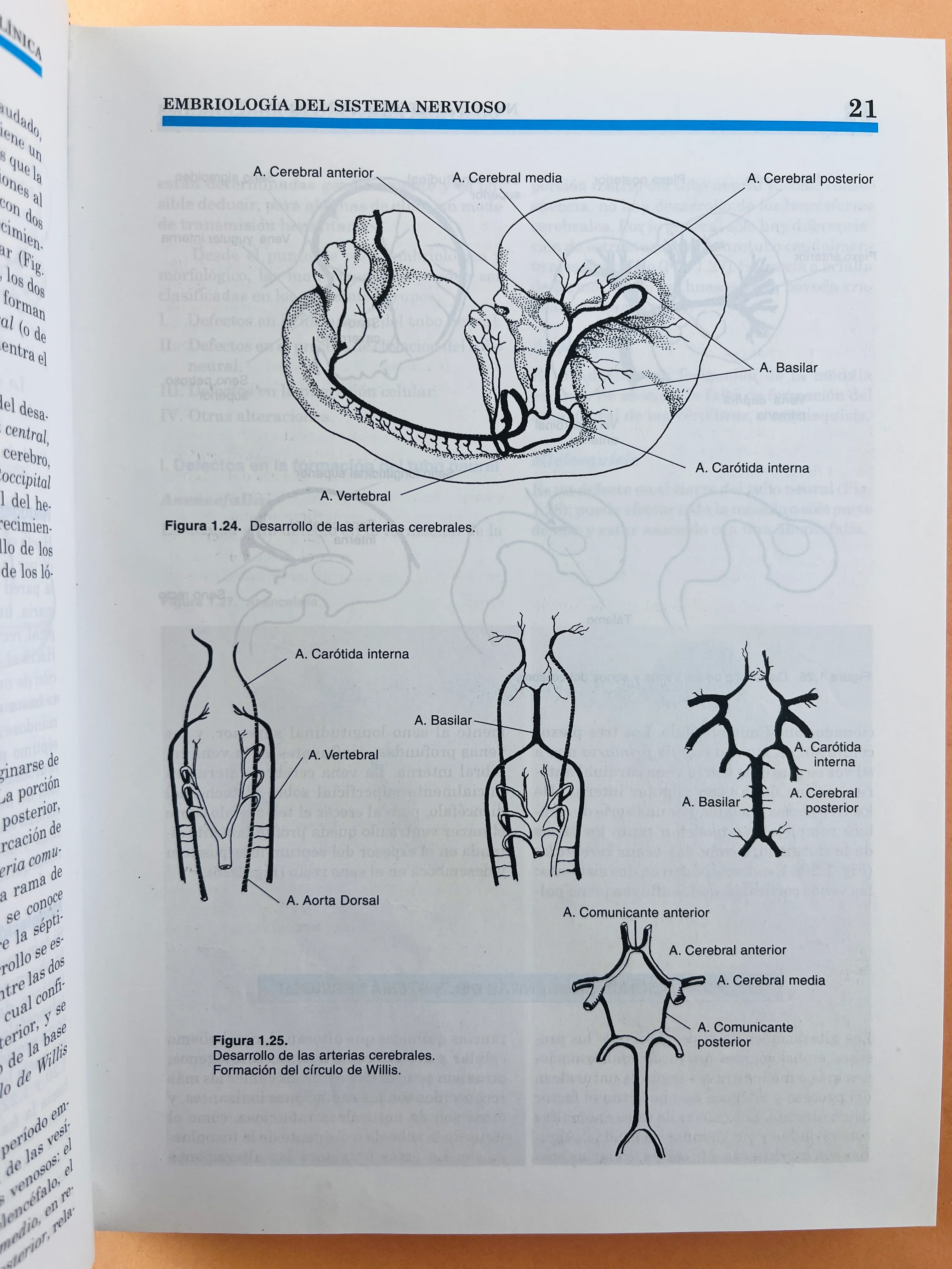 Neuroanatomía funcional y clínica atlas del sistema nervioso central cuarta edición - Image 4