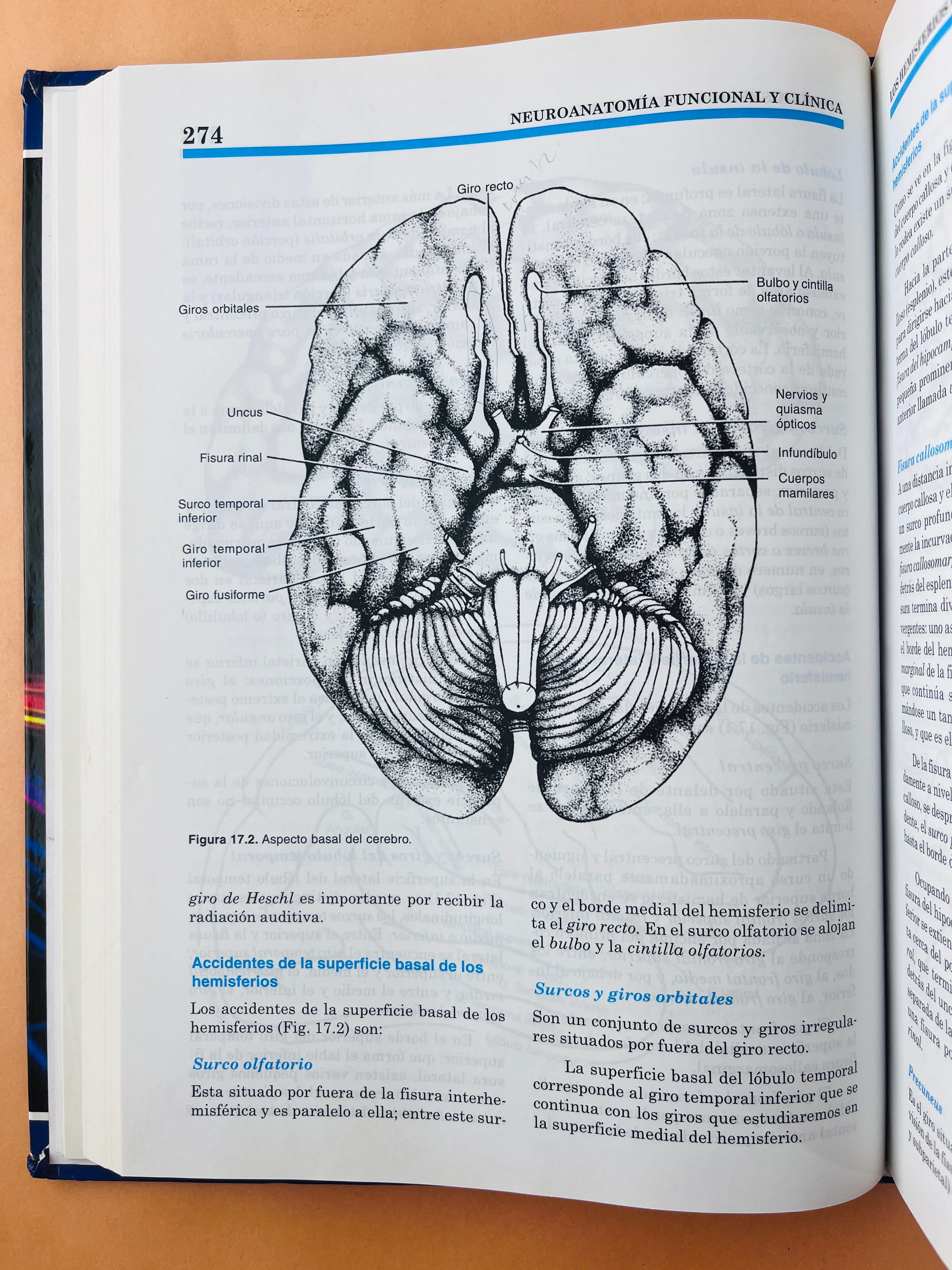 Neuroanatomía funcional y clínica atlas del sistema nervioso central cuarta edición - Image 5