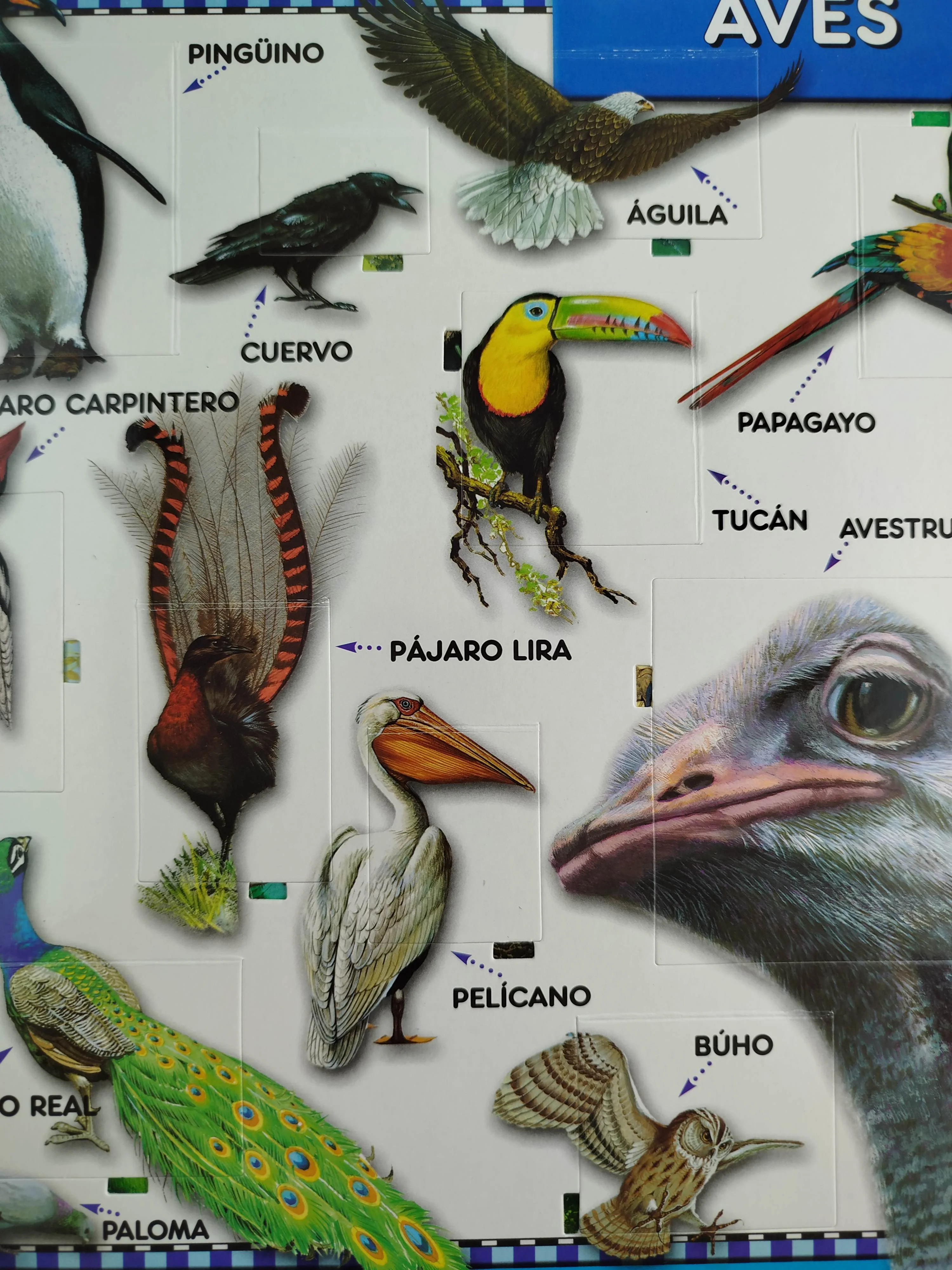 Observa el mundo animales - Image 2