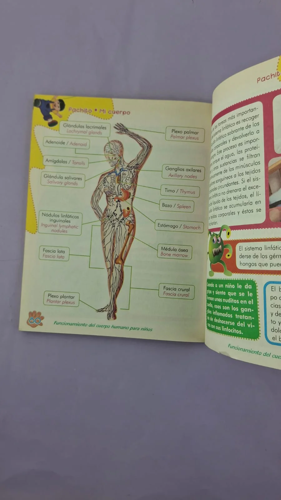 Pachito mi cuerpo. anatomía y funcionamiento del cuerpo explicado para los más pequeños de la casa - Image 2