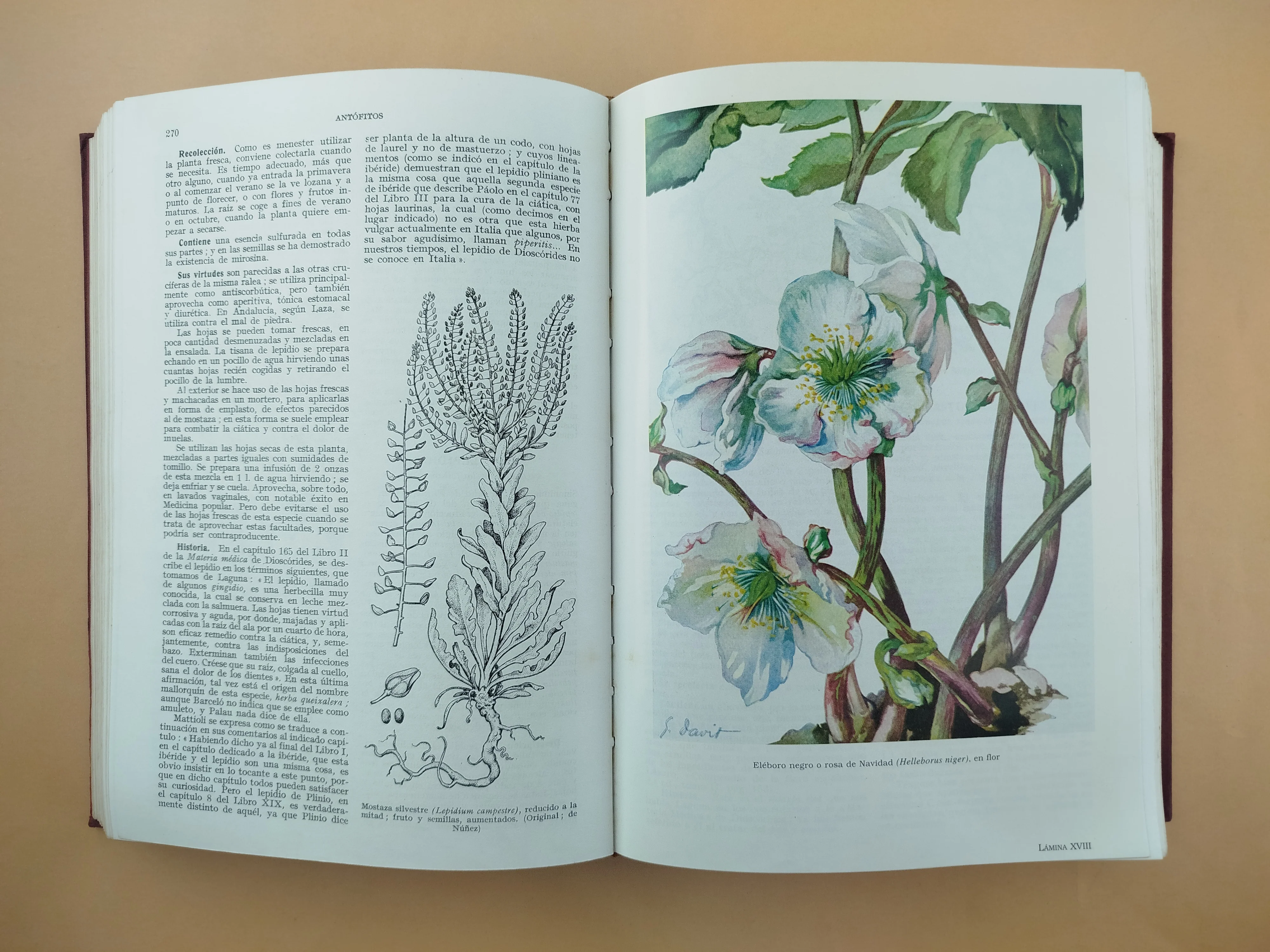Plantas medicinales : El dioscórides renovado - Image 2