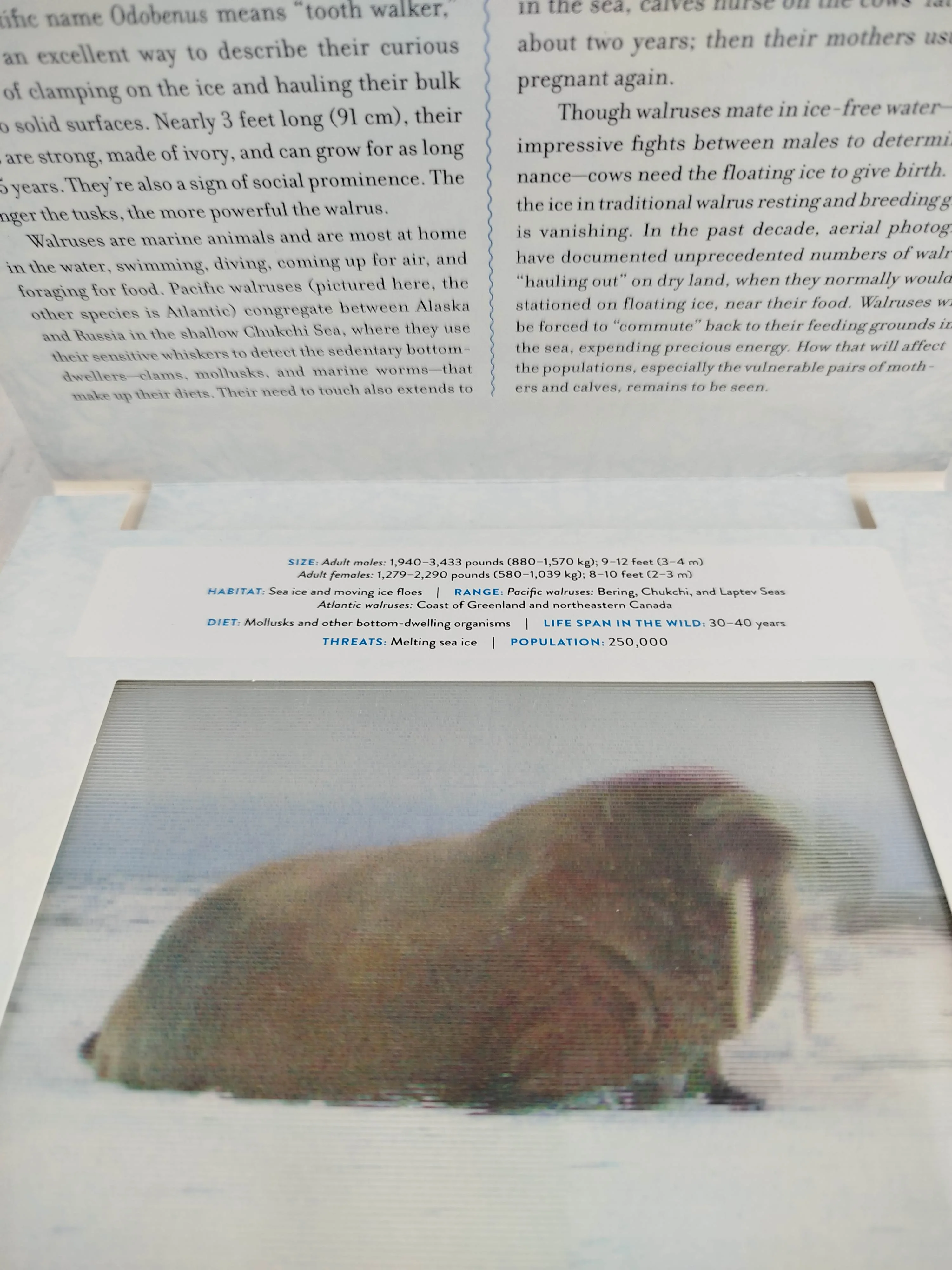 Polar - Image 2